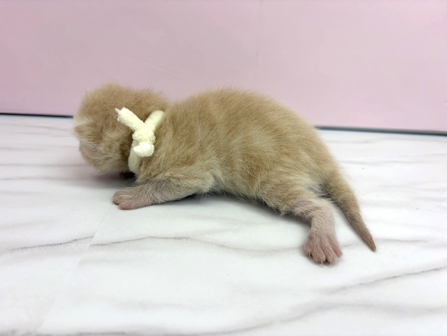 赤ちゃん写真1-2