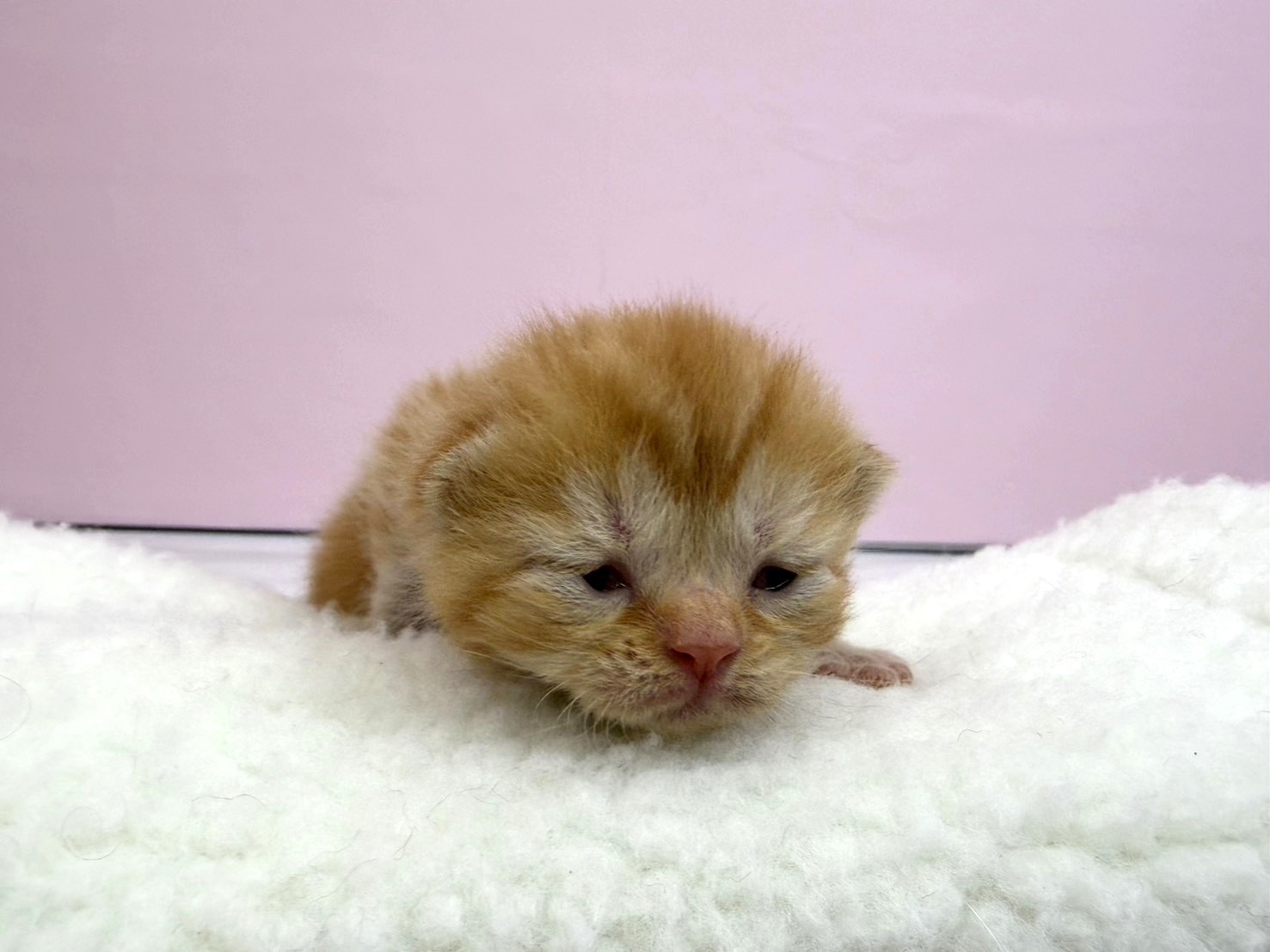 赤ちゃん写真1-1