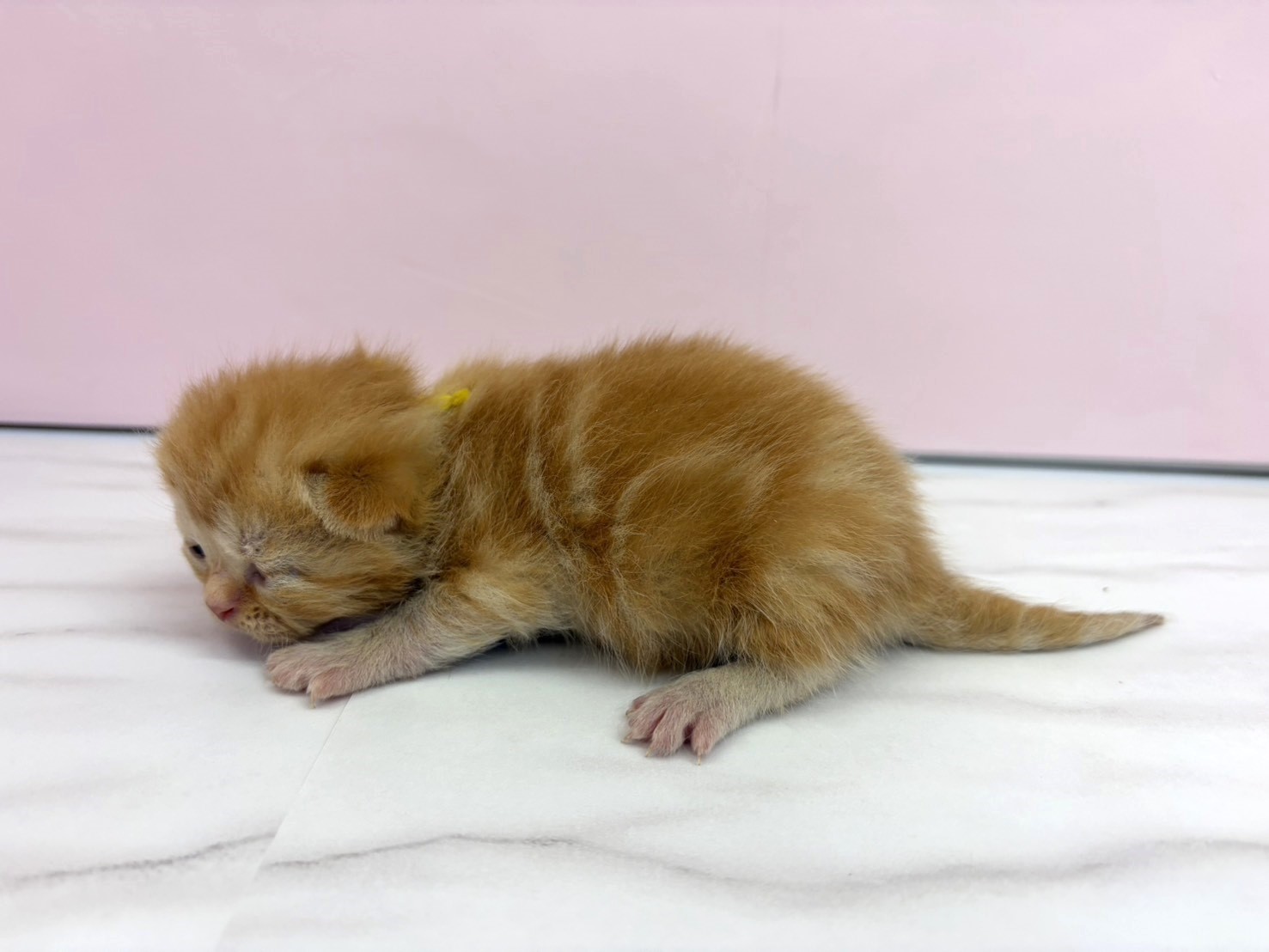 赤ちゃん写真1-2