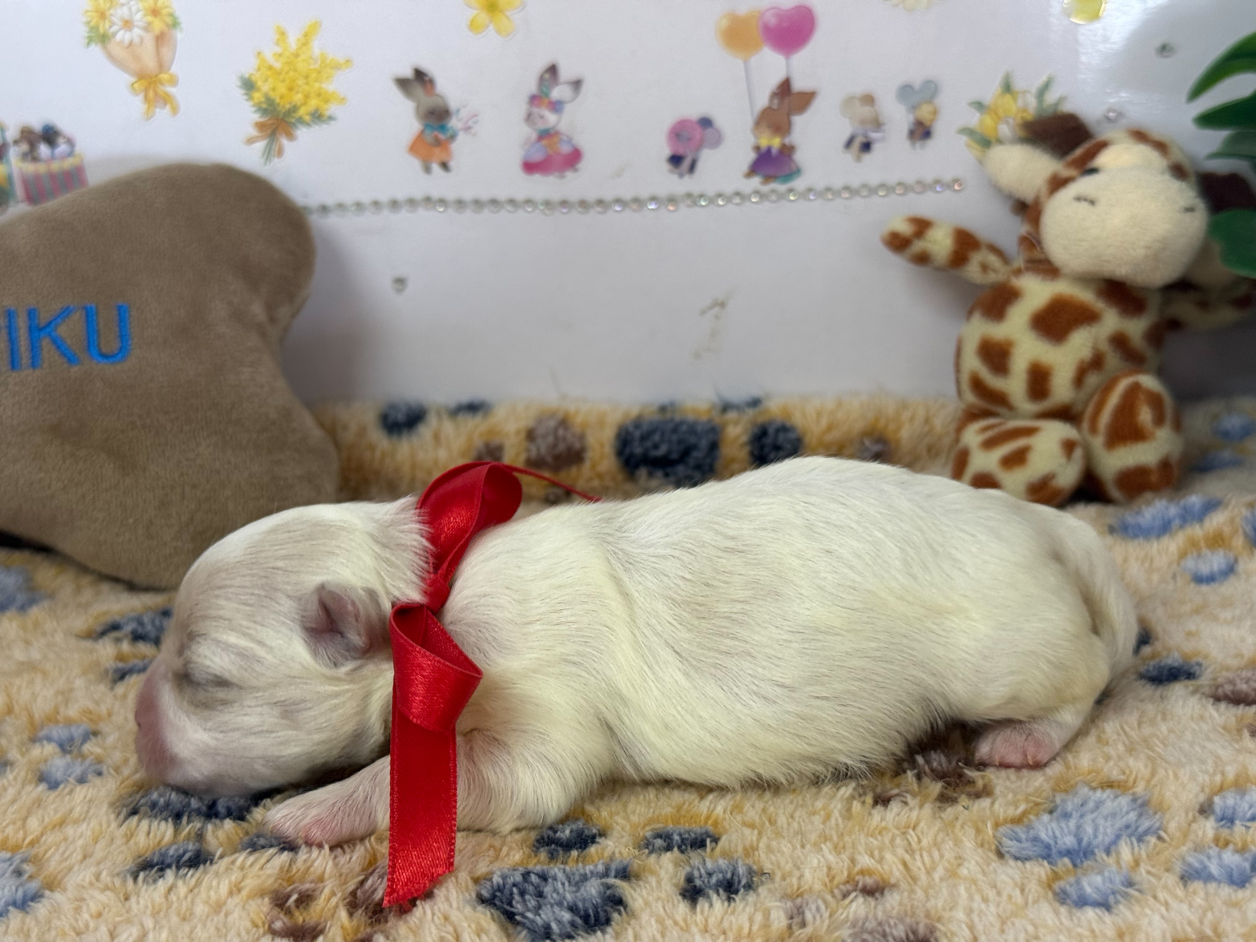 赤ちゃん写真1-2