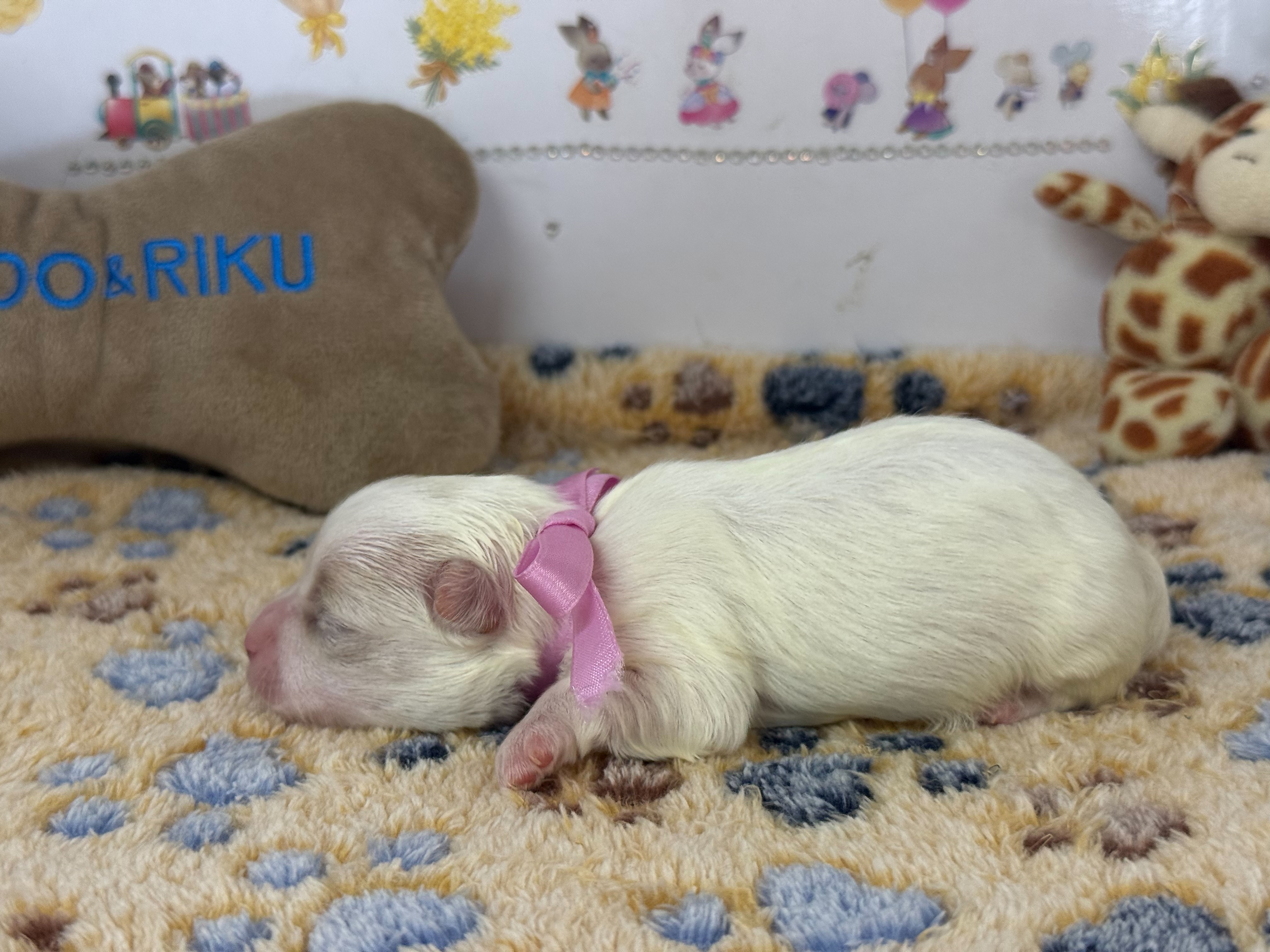 赤ちゃん写真1-2