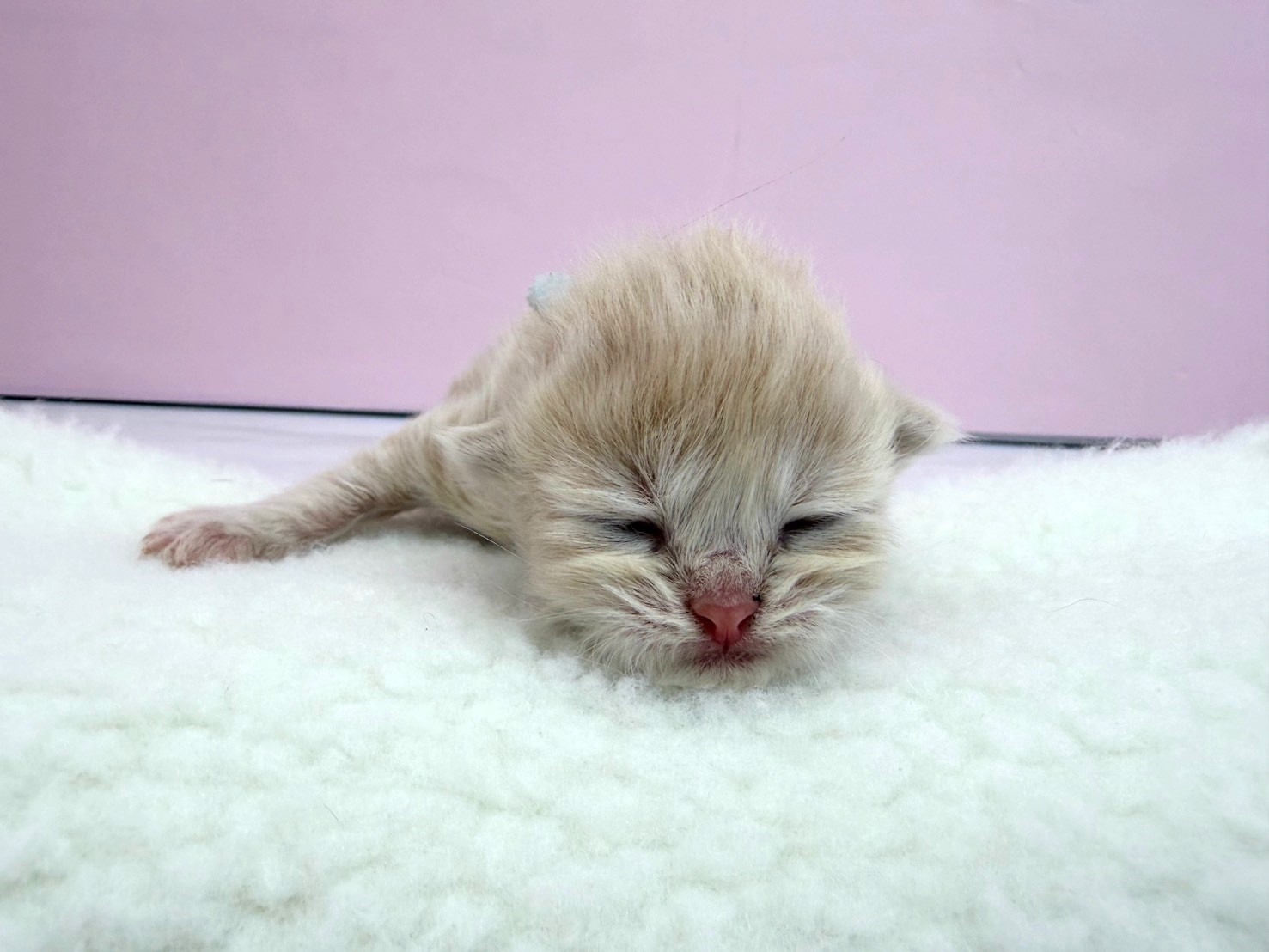 赤ちゃん写真1-1