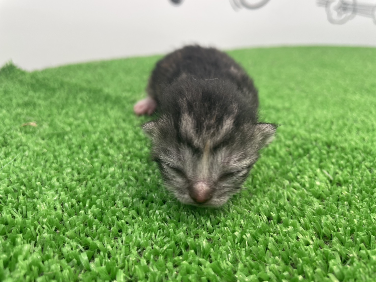 赤ちゃん写真1-1