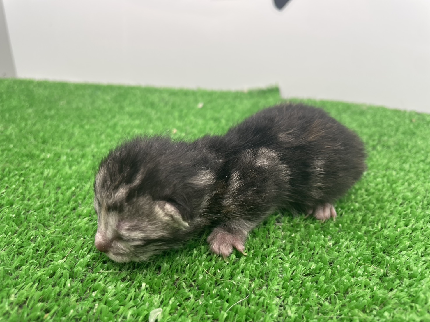 赤ちゃん写真1-2