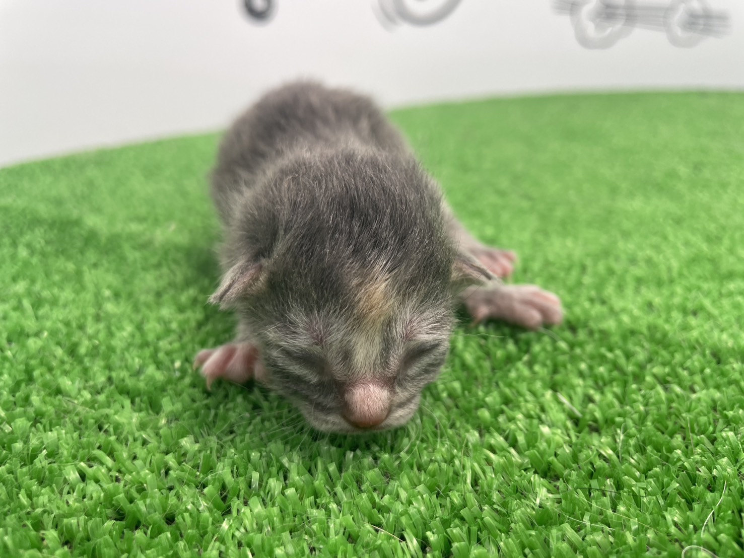 赤ちゃん写真1-1