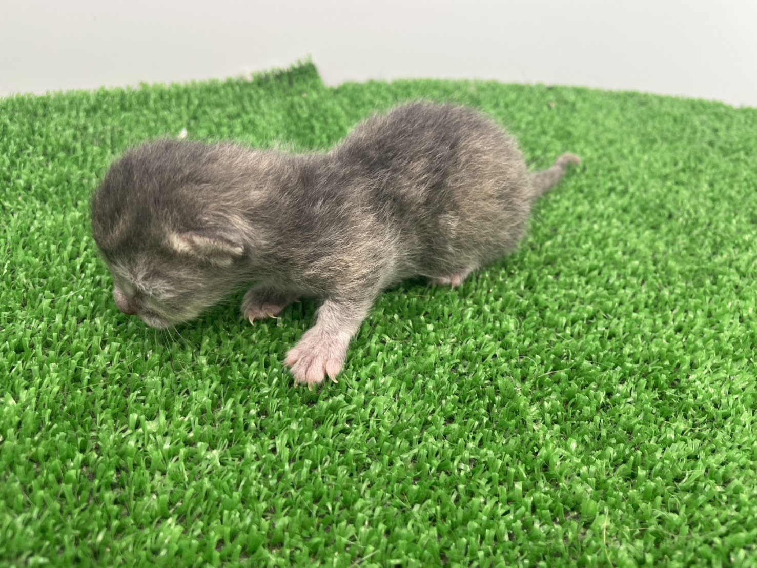 赤ちゃん写真1-2