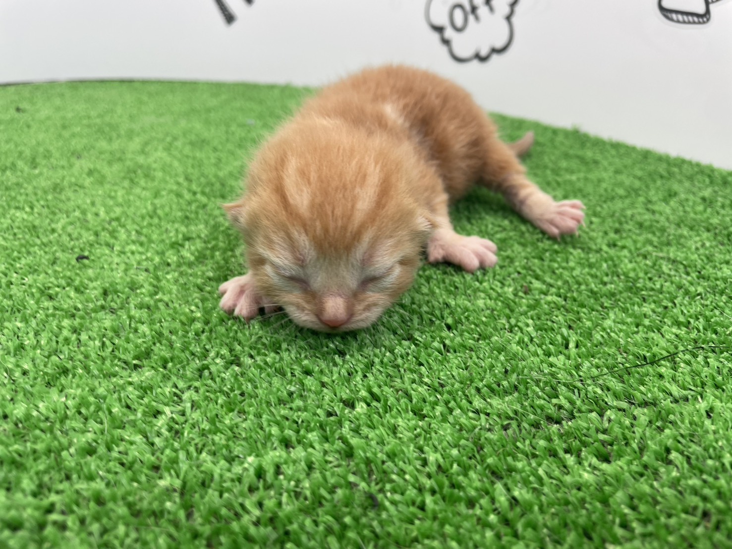 赤ちゃん写真1-1