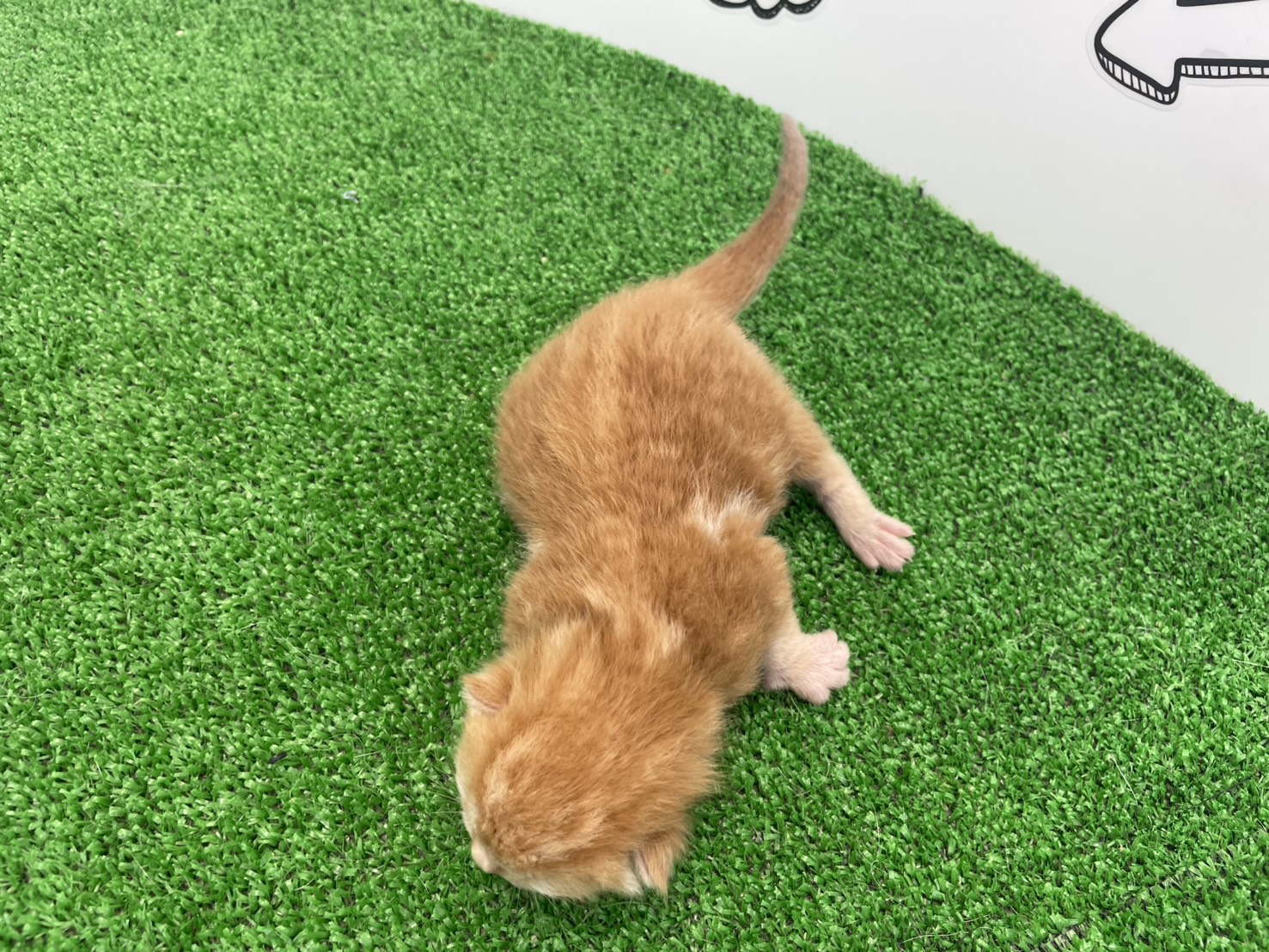 赤ちゃん写真1-3