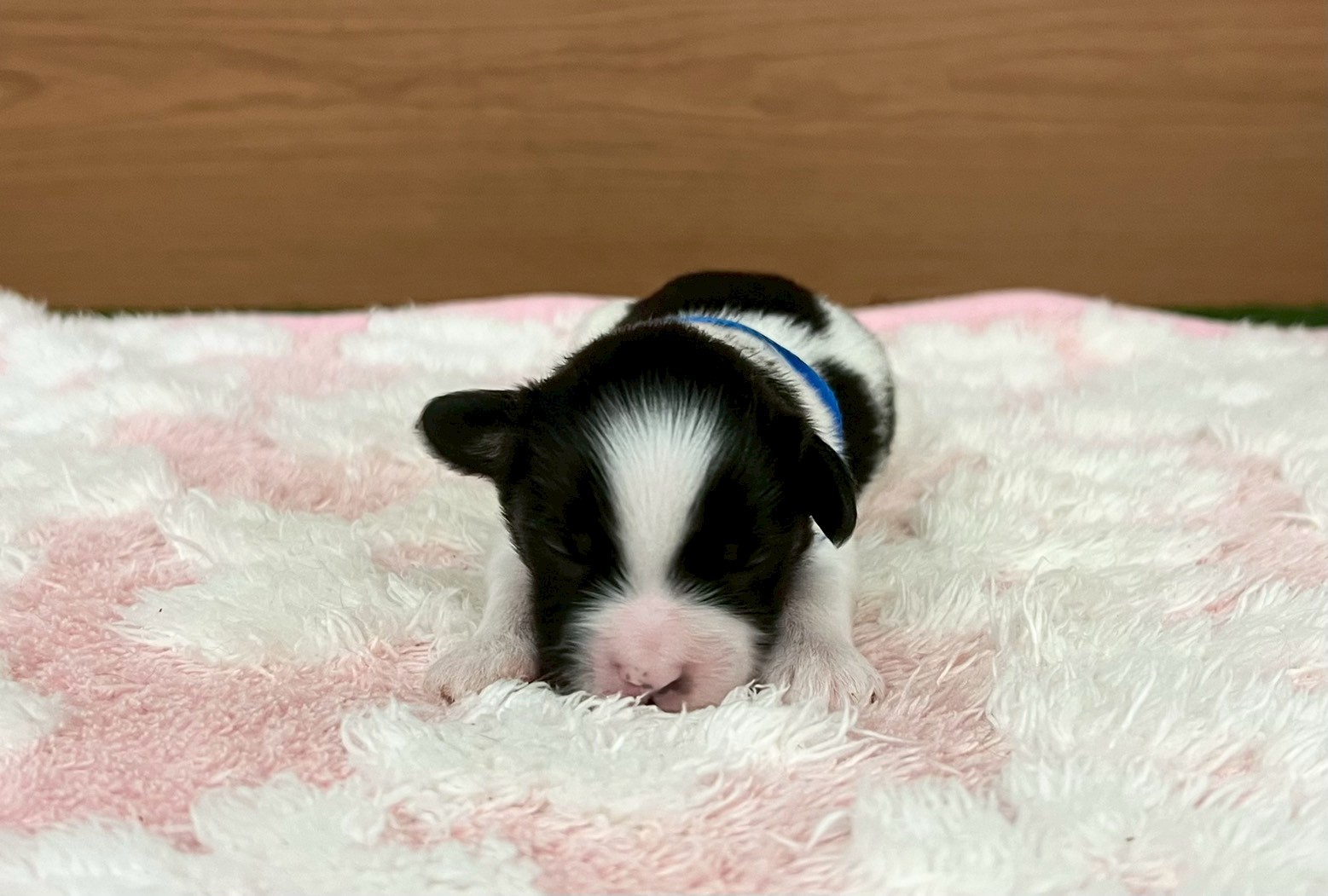 赤ちゃん写真1-1