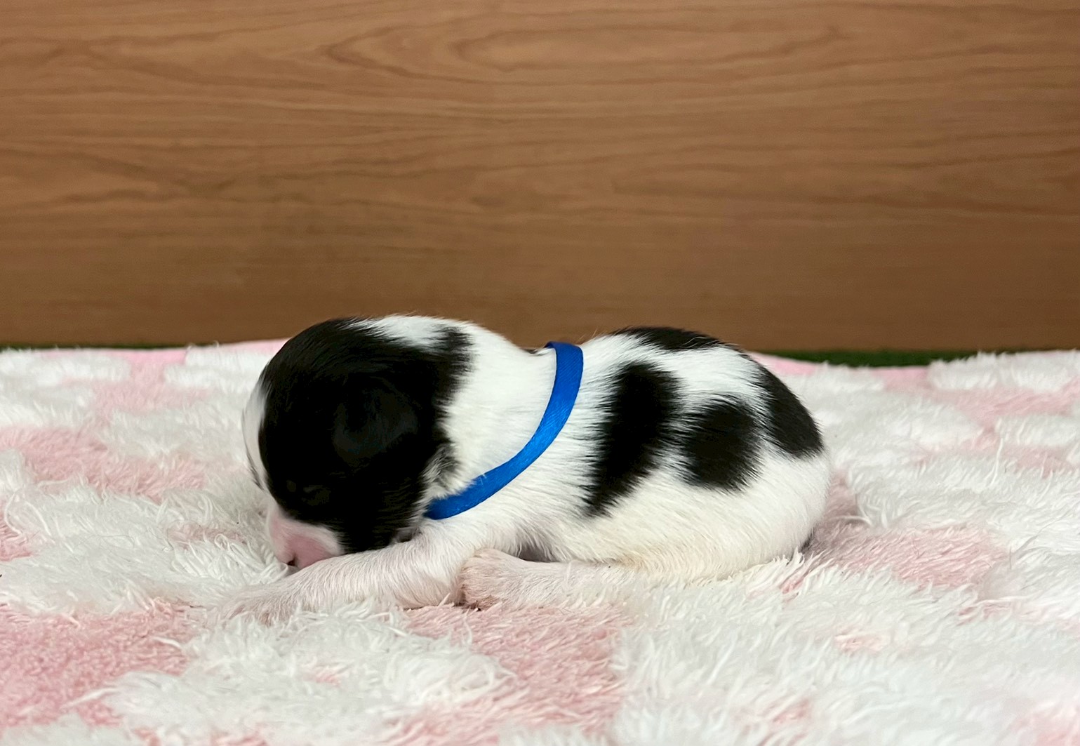 赤ちゃん写真1-2