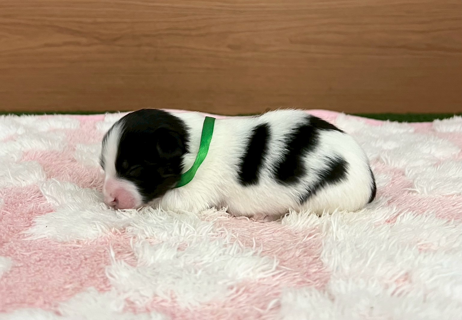 赤ちゃん写真1-2