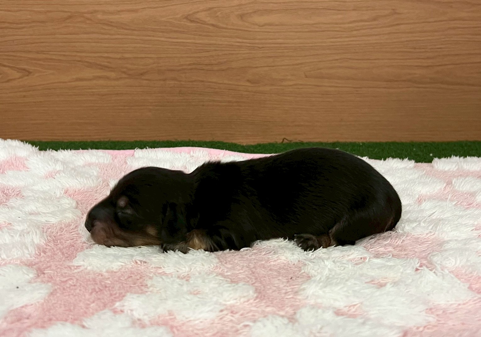 赤ちゃん写真1-2