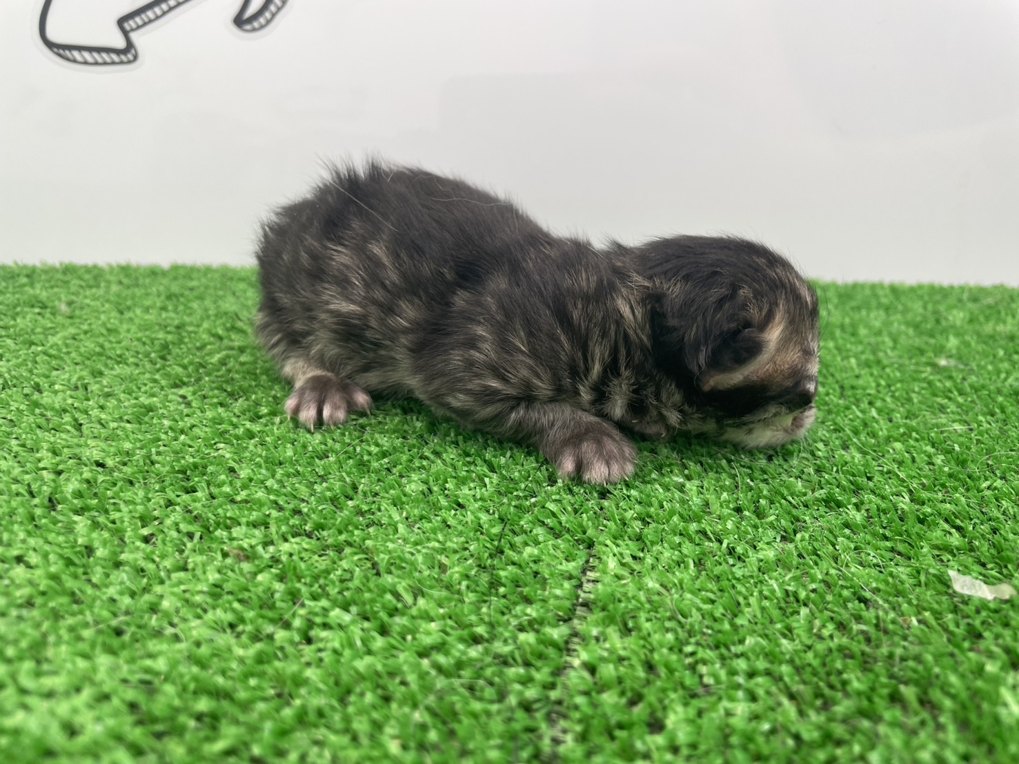 赤ちゃん写真1-2