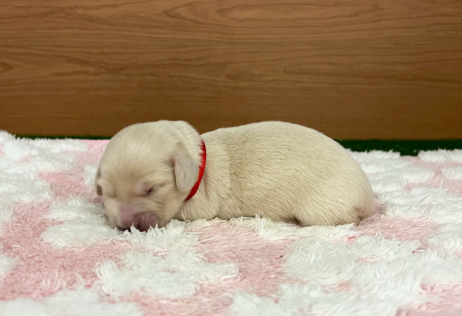 赤ちゃん写真1-2