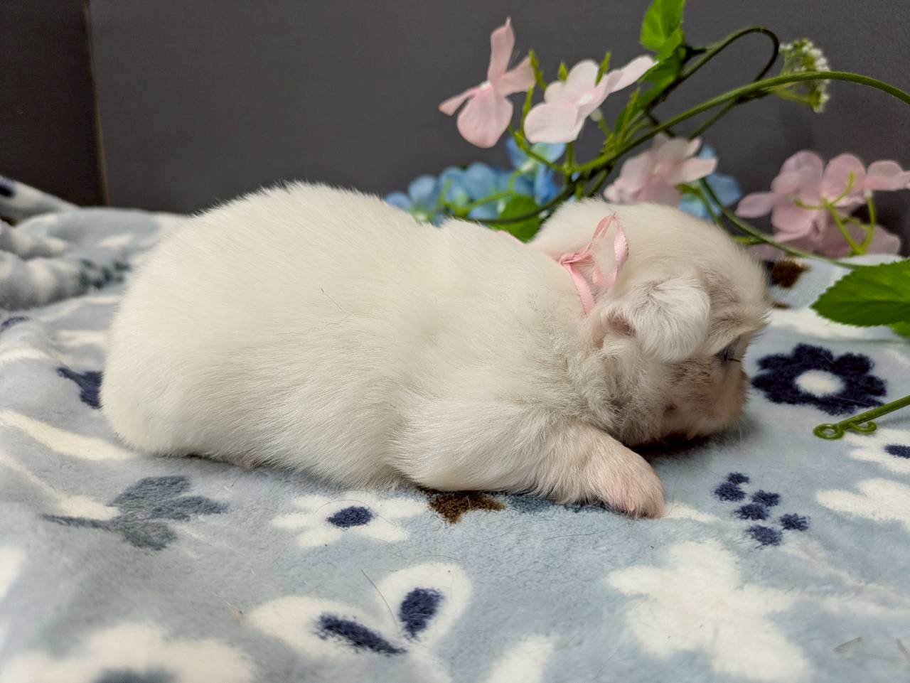 赤ちゃん写真2-2
