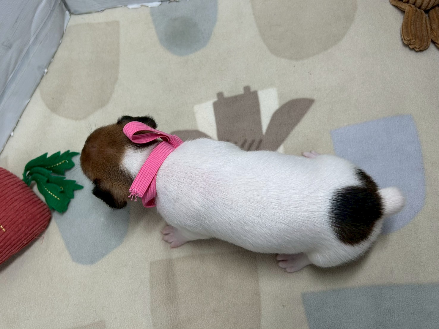 赤ちゃん写真2-3