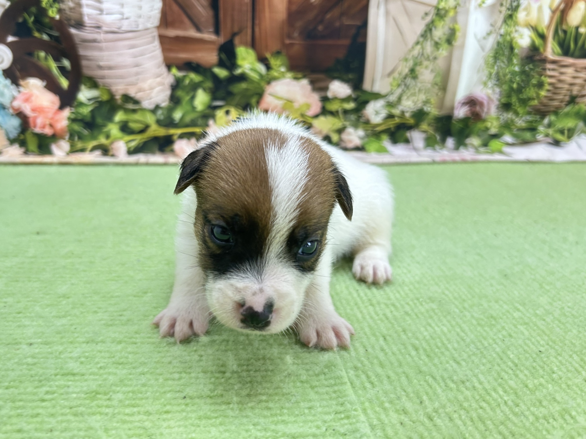 赤ちゃん写真1-1