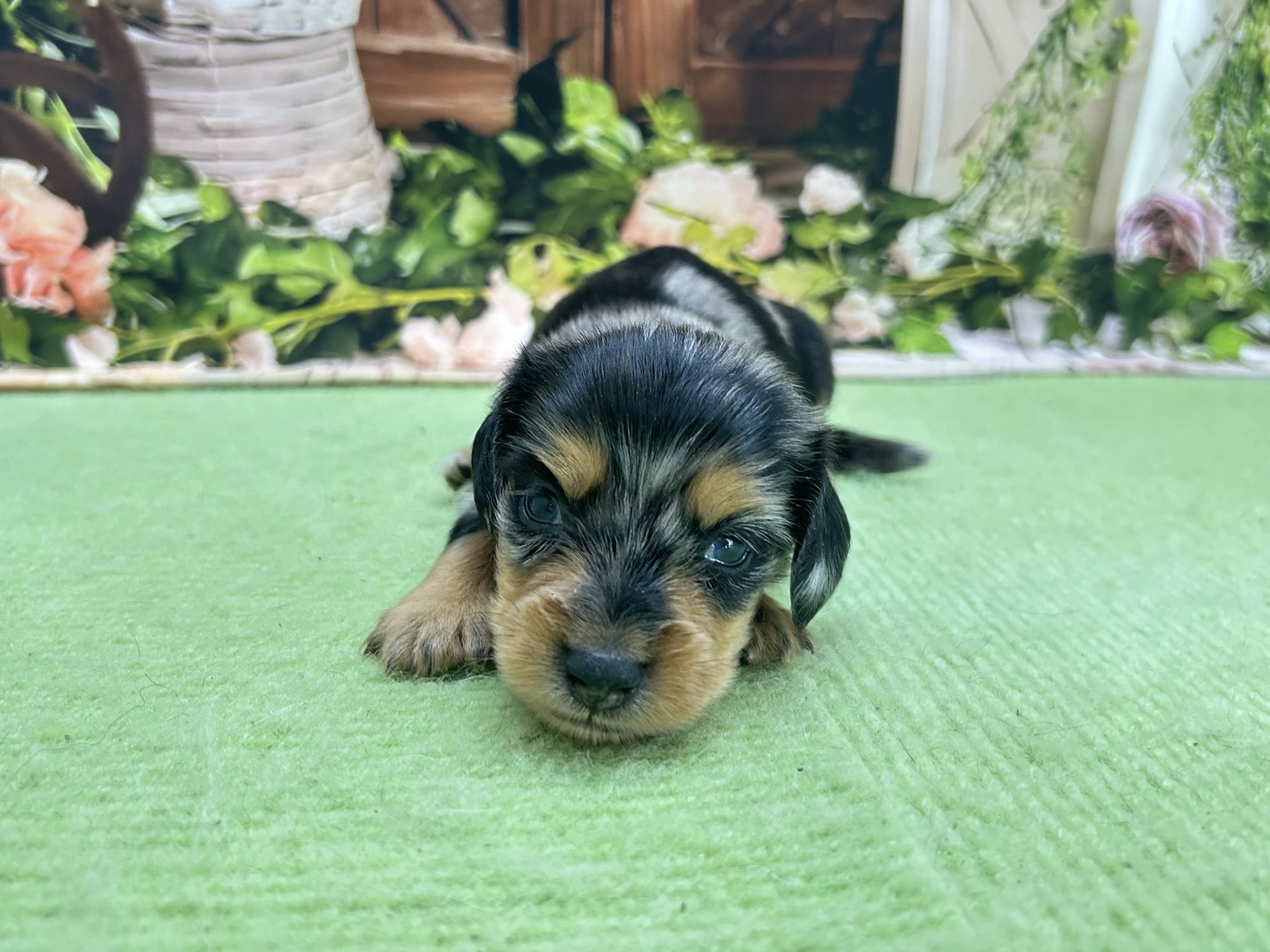 赤ちゃん写真1-1