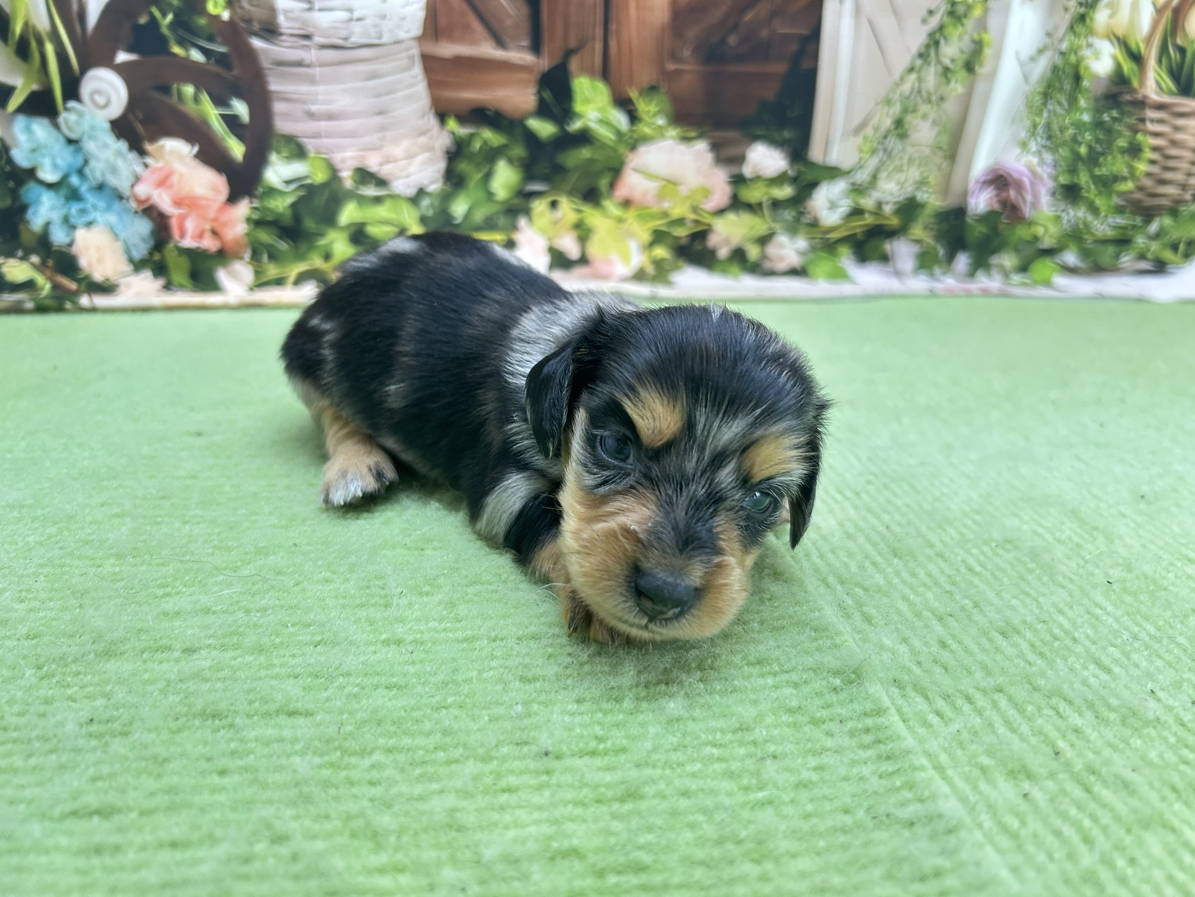 赤ちゃん写真1-2