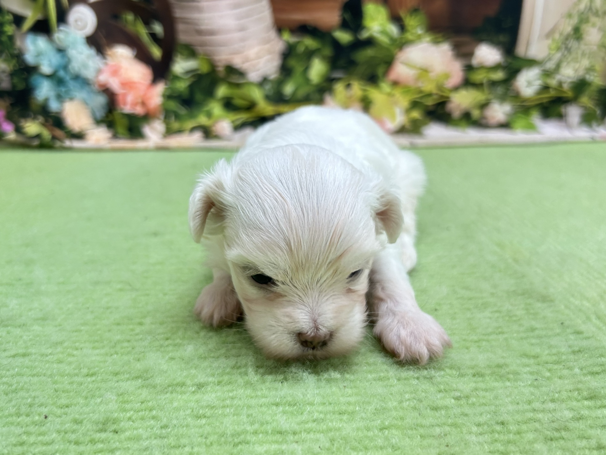 赤ちゃん写真1-1