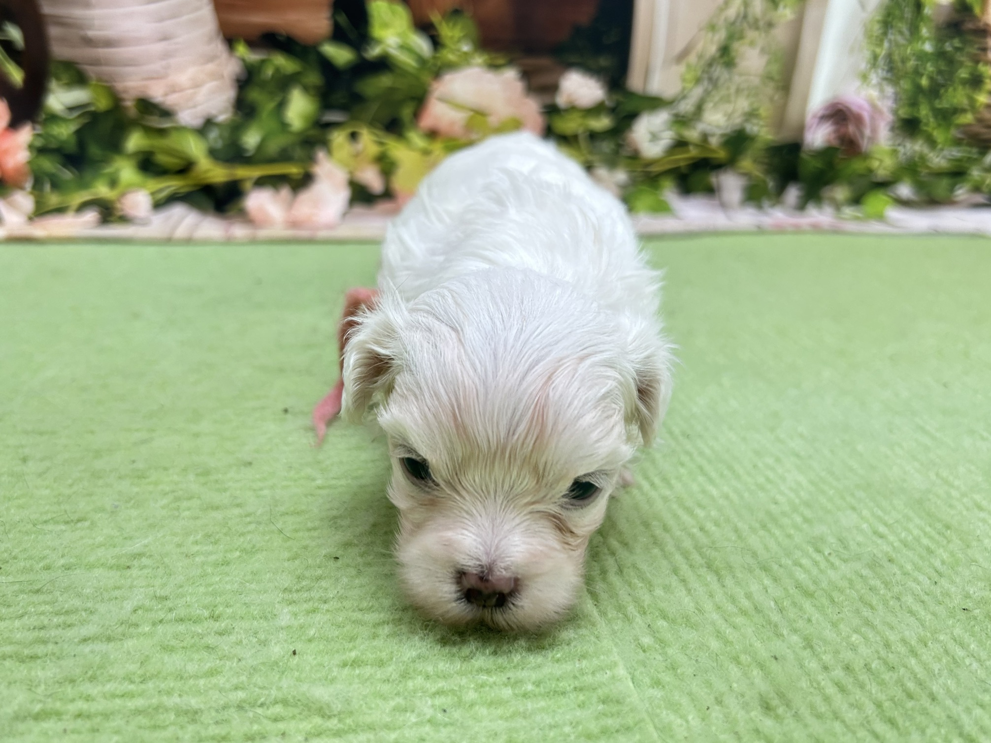 赤ちゃん写真1-1