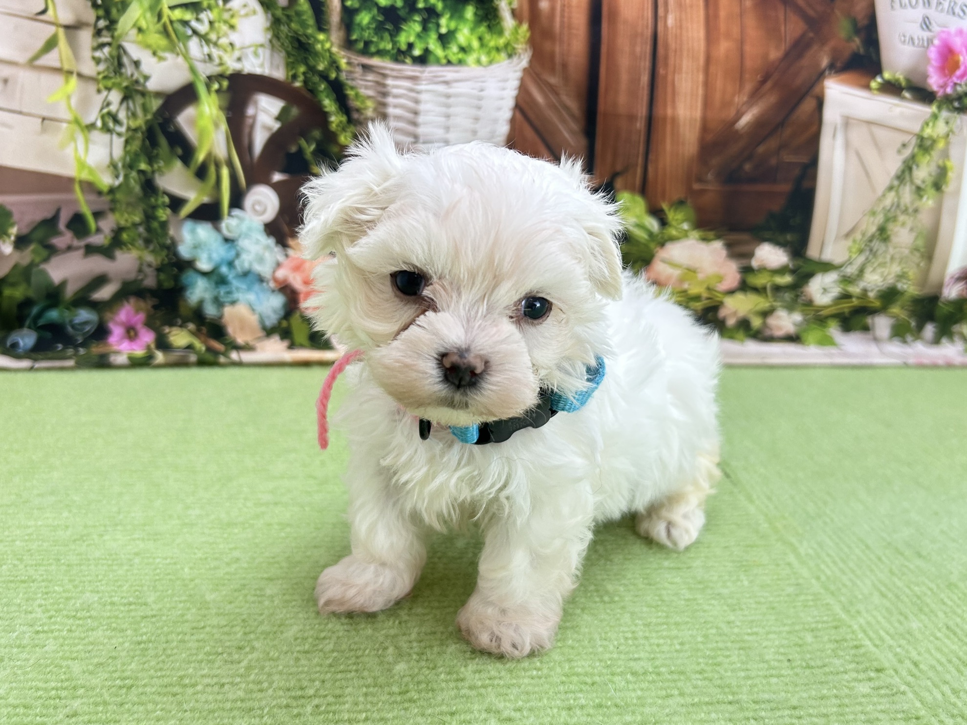 赤ちゃん写真2-1