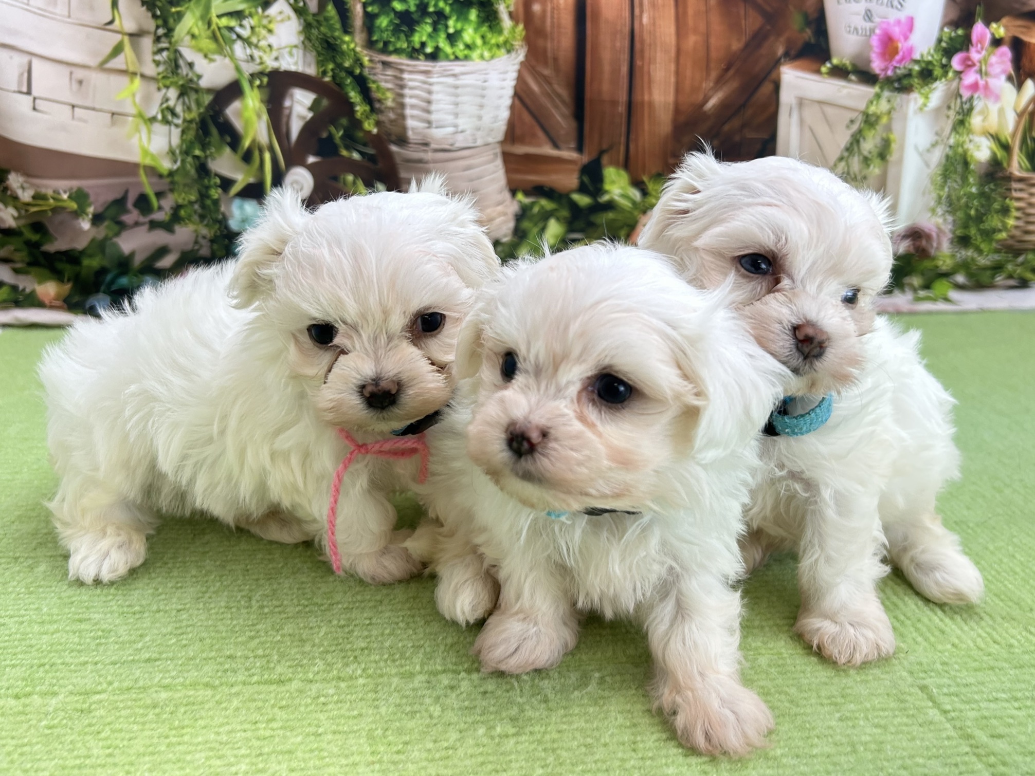 赤ちゃん写真2-3