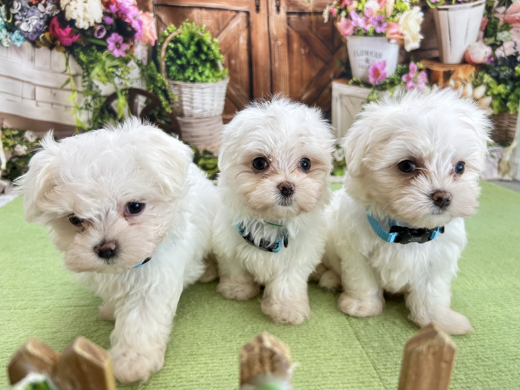 赤ちゃん写真3-3