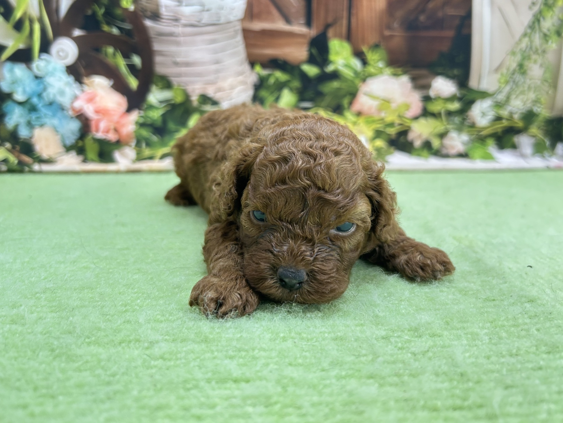 赤ちゃん写真1-1