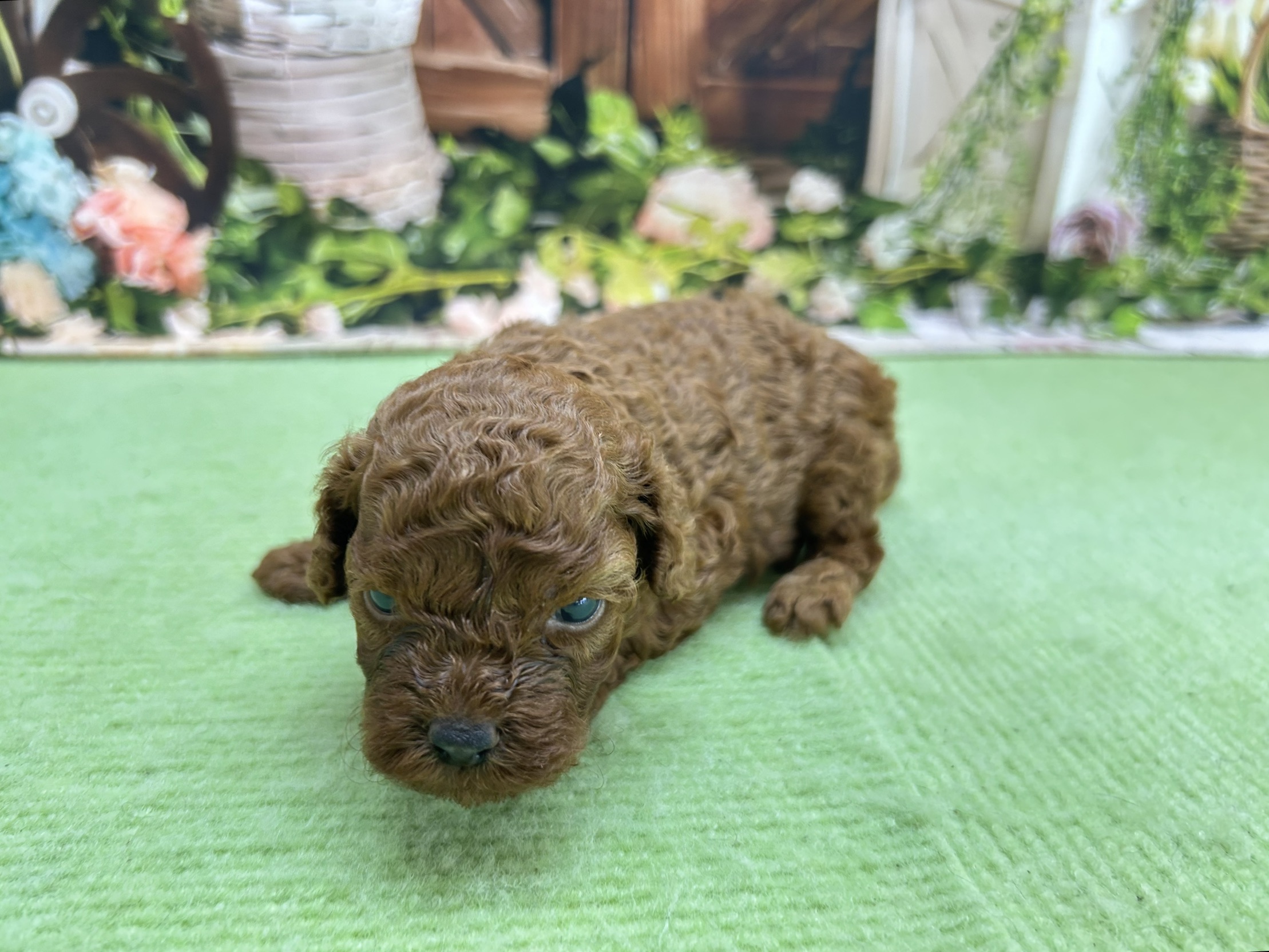赤ちゃん写真1-2