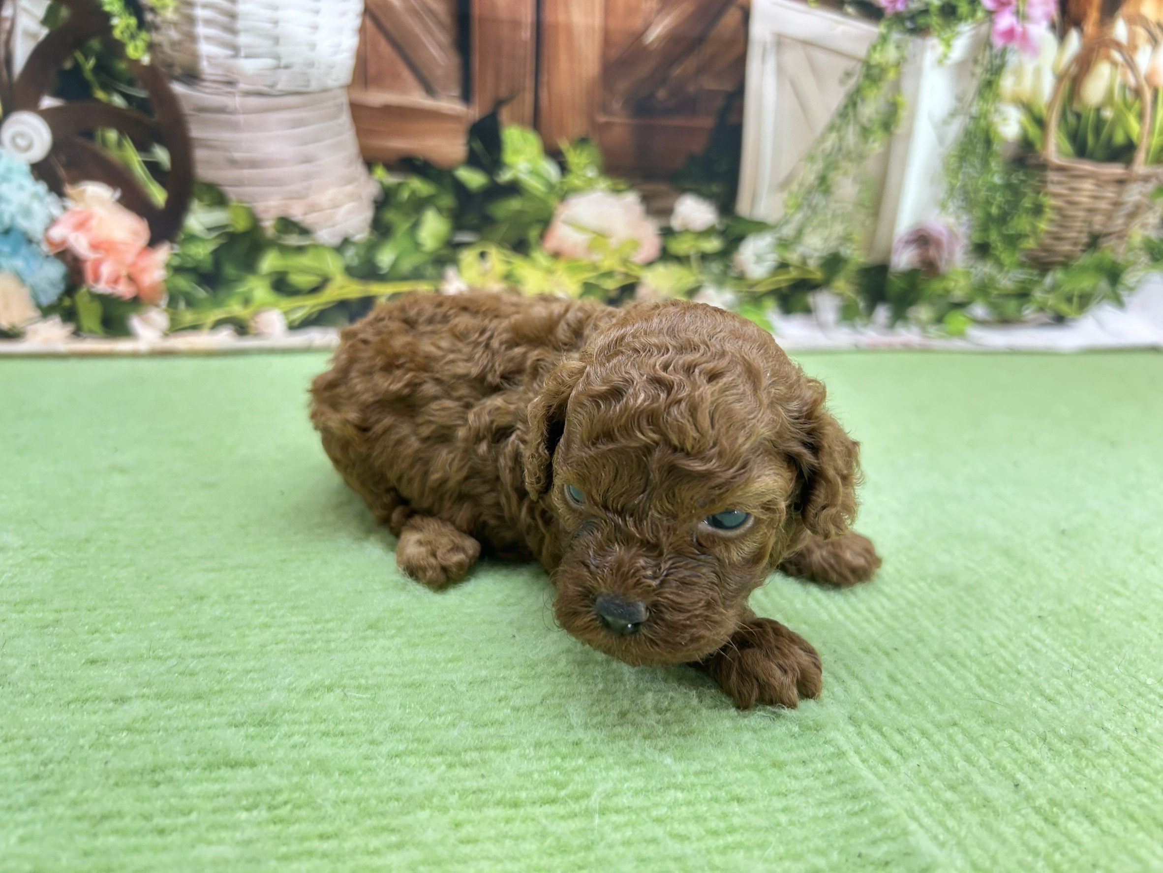 赤ちゃん写真1-3
