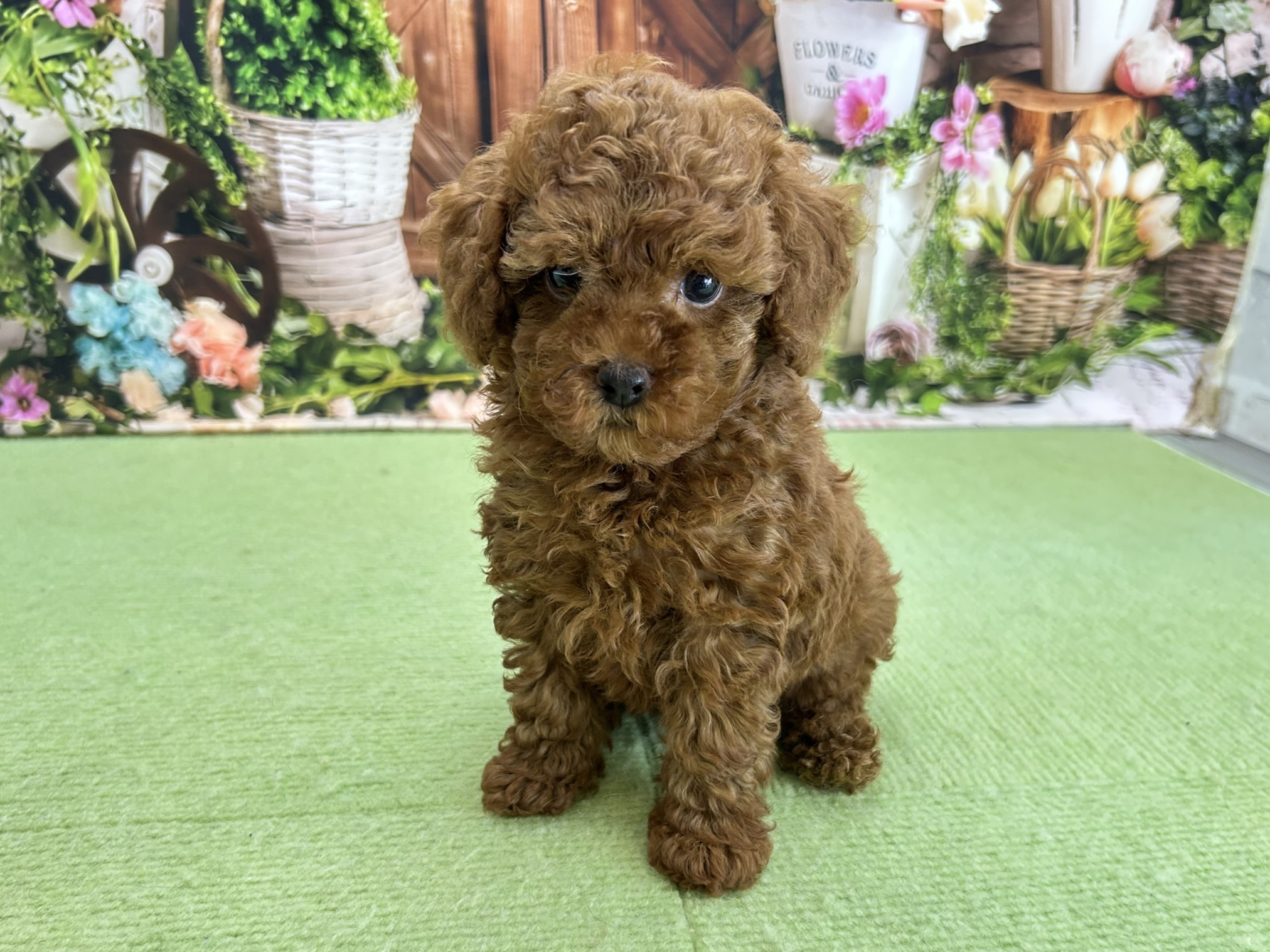 赤ちゃん写真3-1