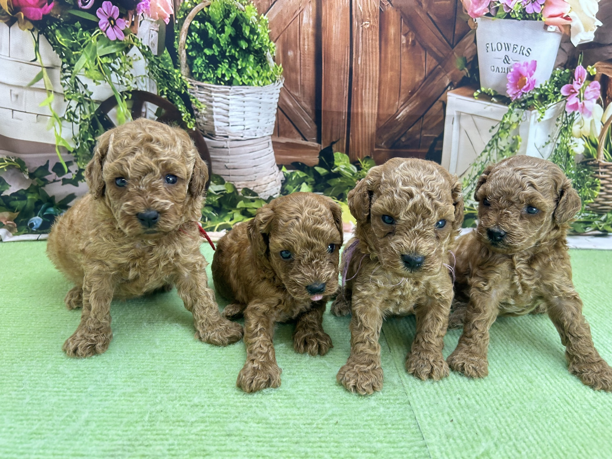 赤ちゃん写真1-3