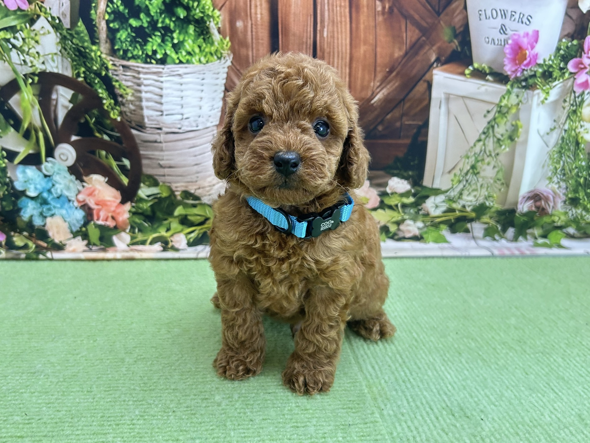 赤ちゃん写真2-1