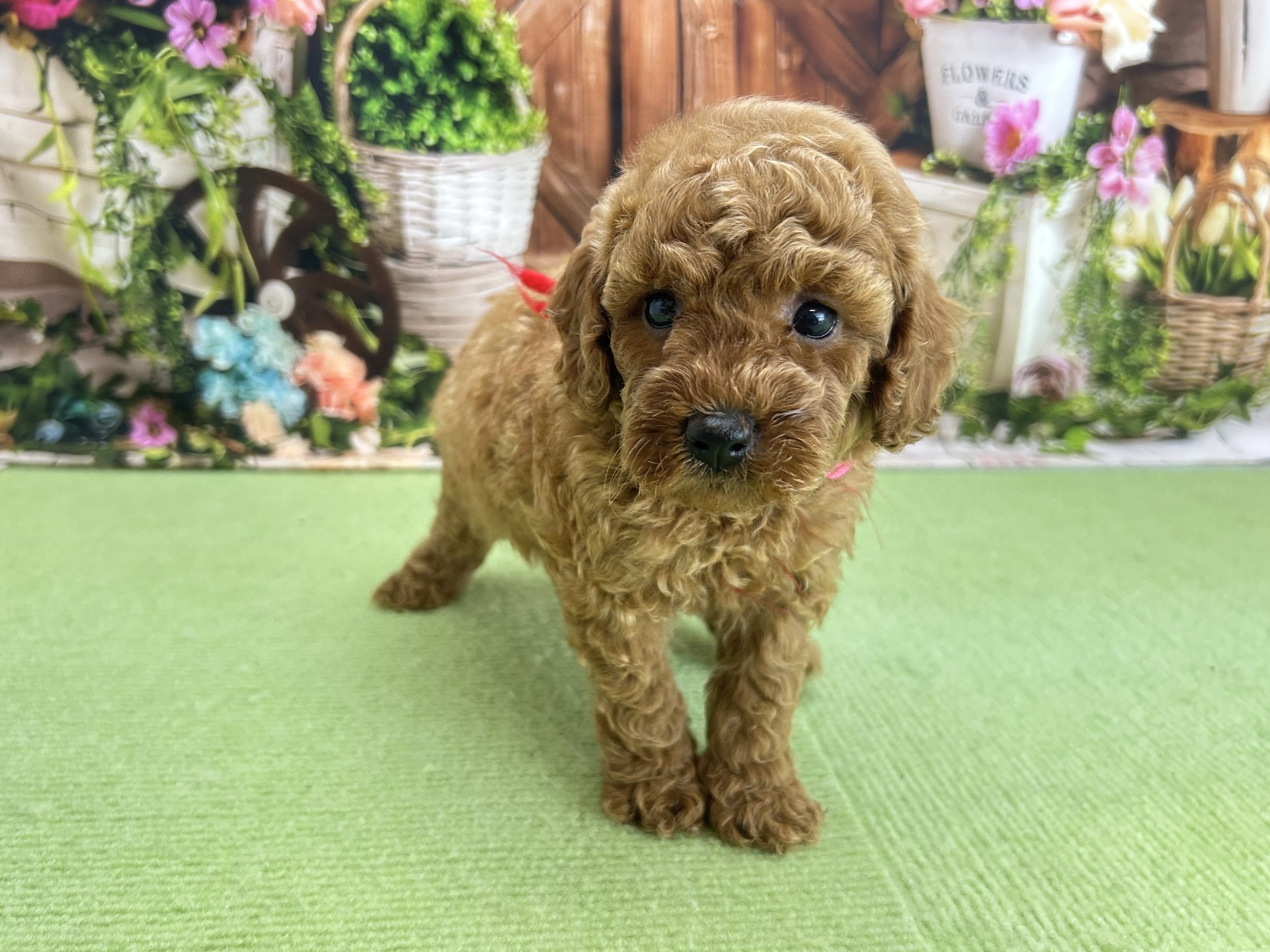 赤ちゃん写真2-1