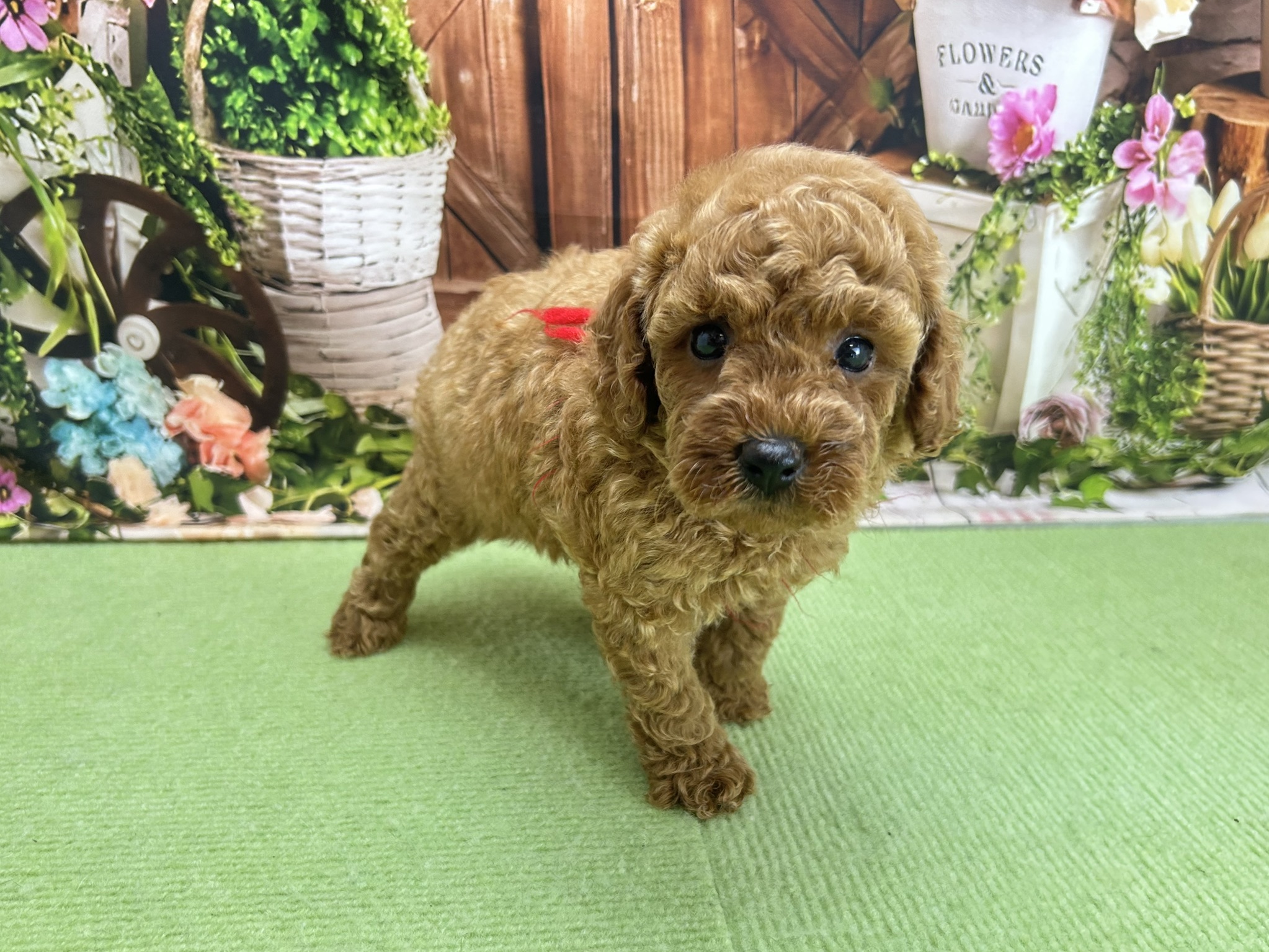 赤ちゃん写真2-2