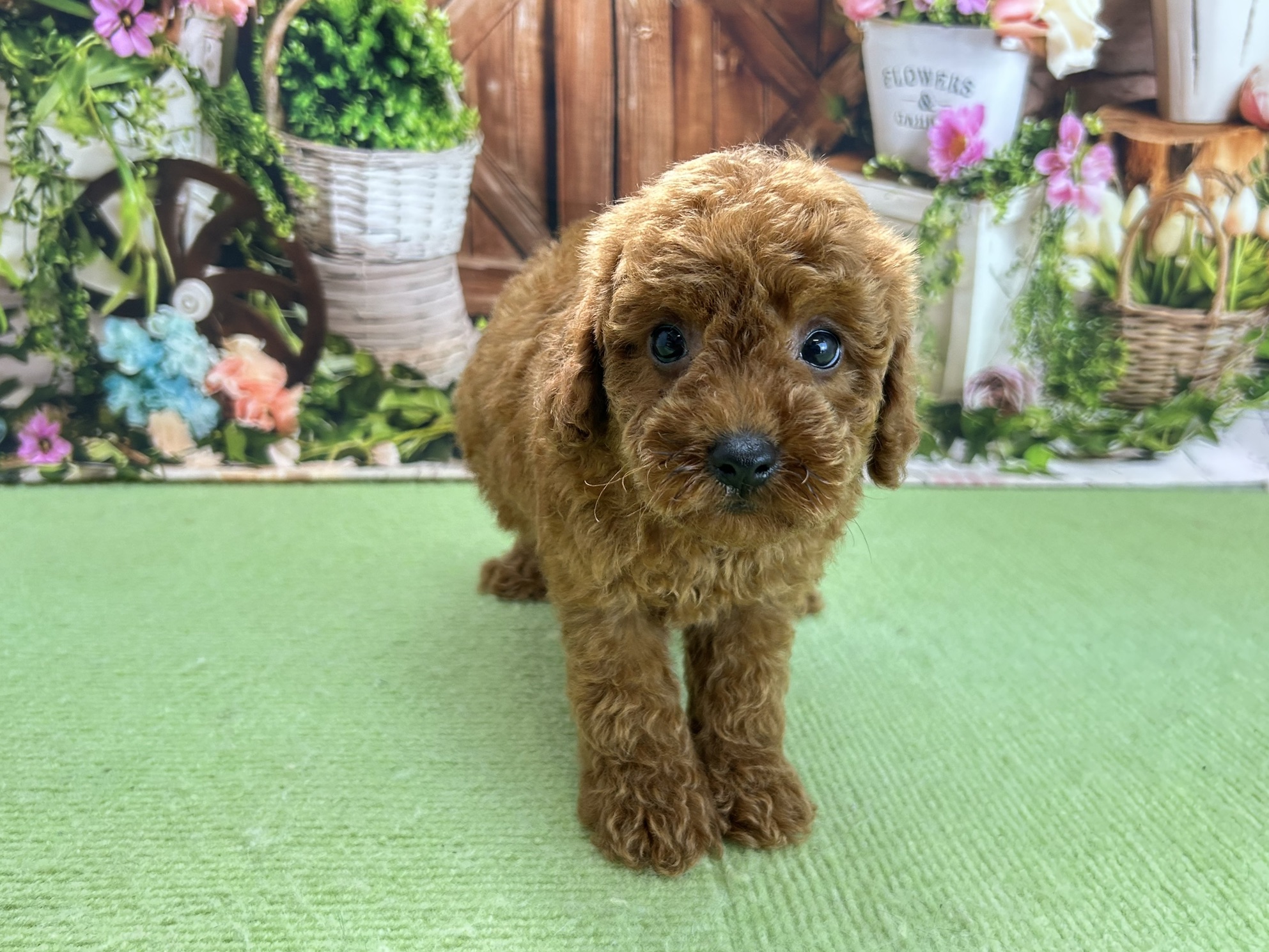赤ちゃん写真3-1