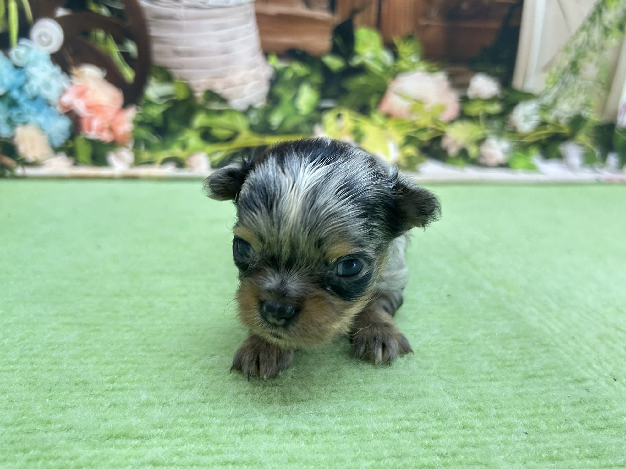 赤ちゃん写真1-1