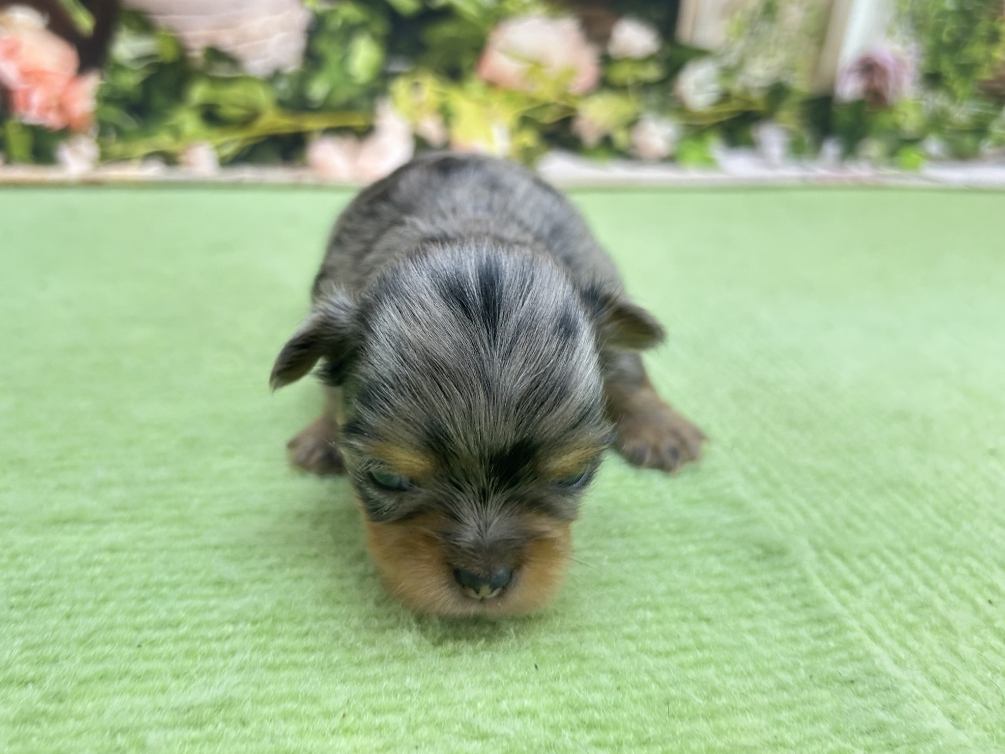 赤ちゃん写真1-1