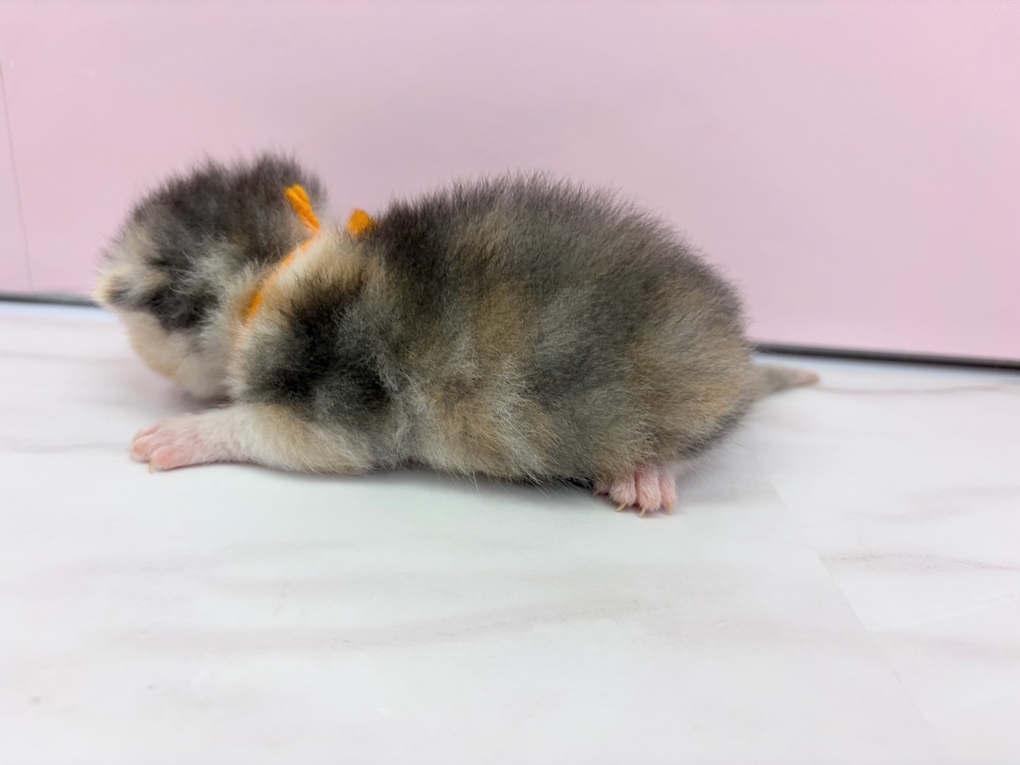 赤ちゃん写真1-2