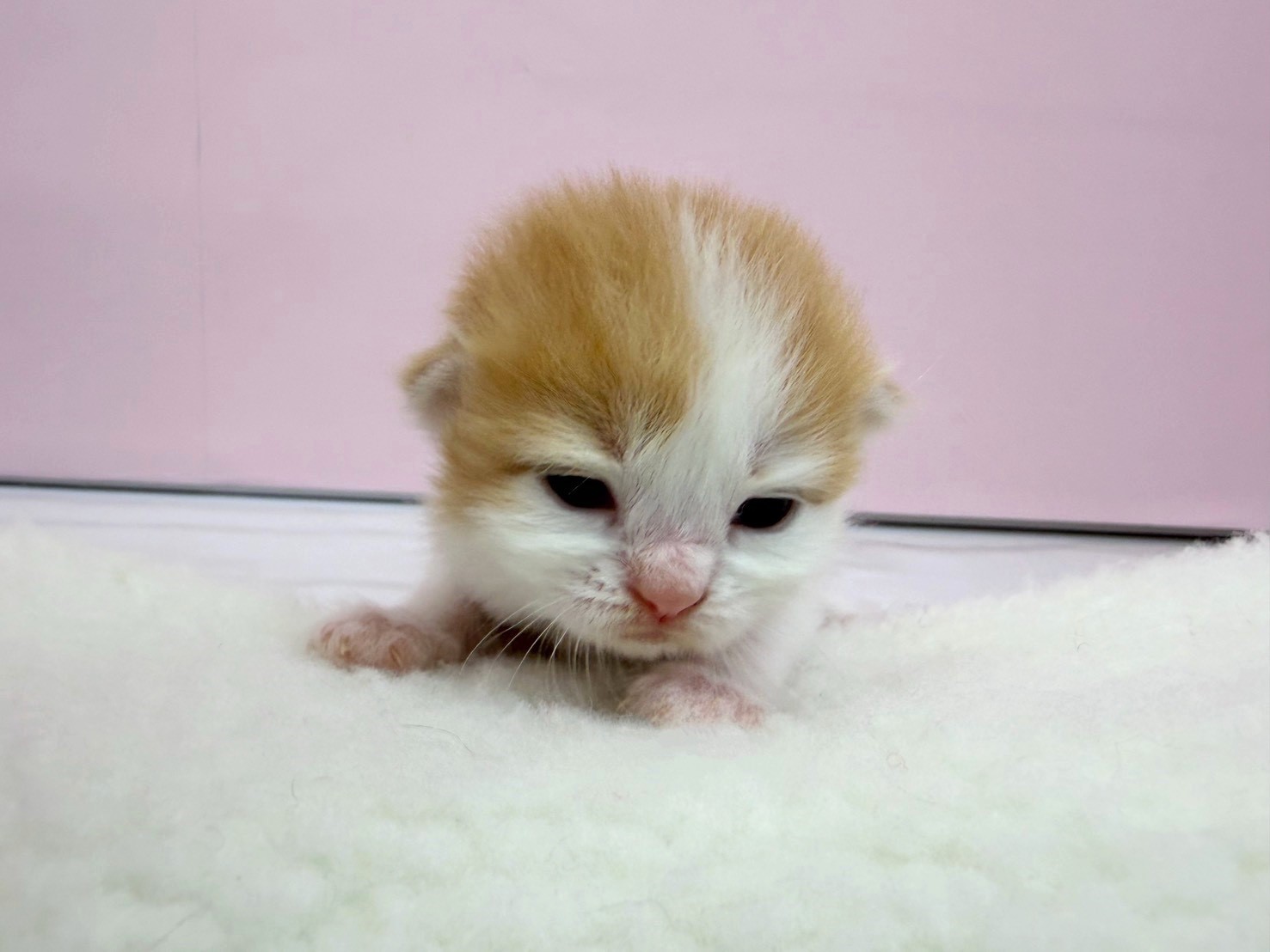 赤ちゃん写真1-1
