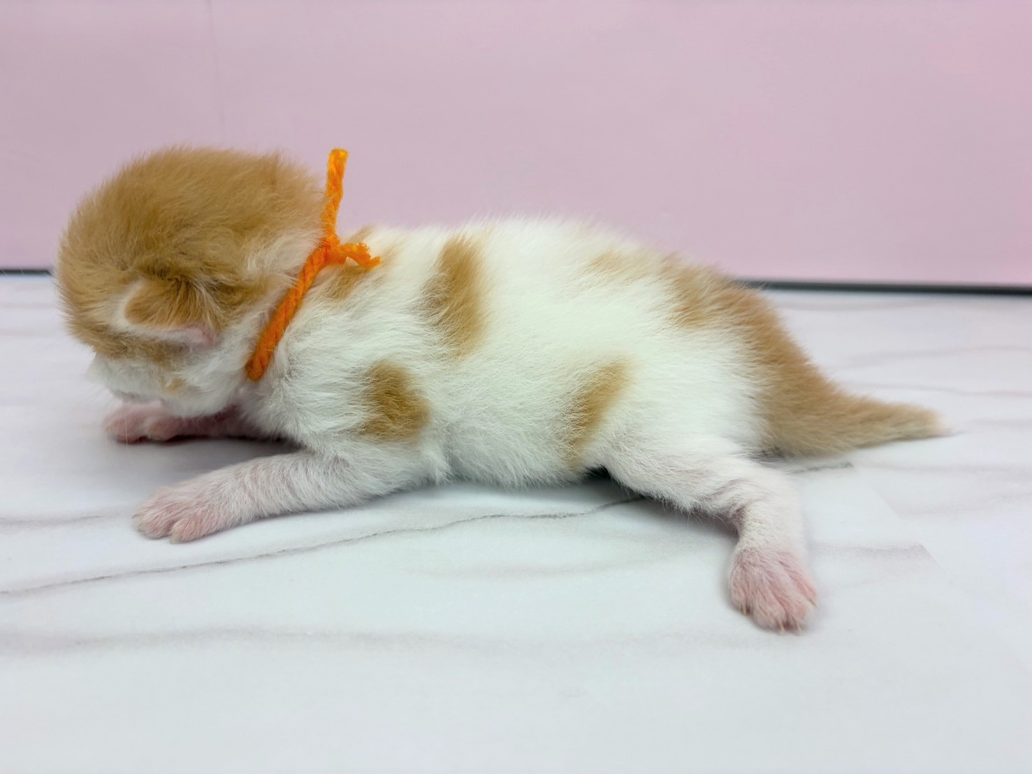 赤ちゃん写真1-2
