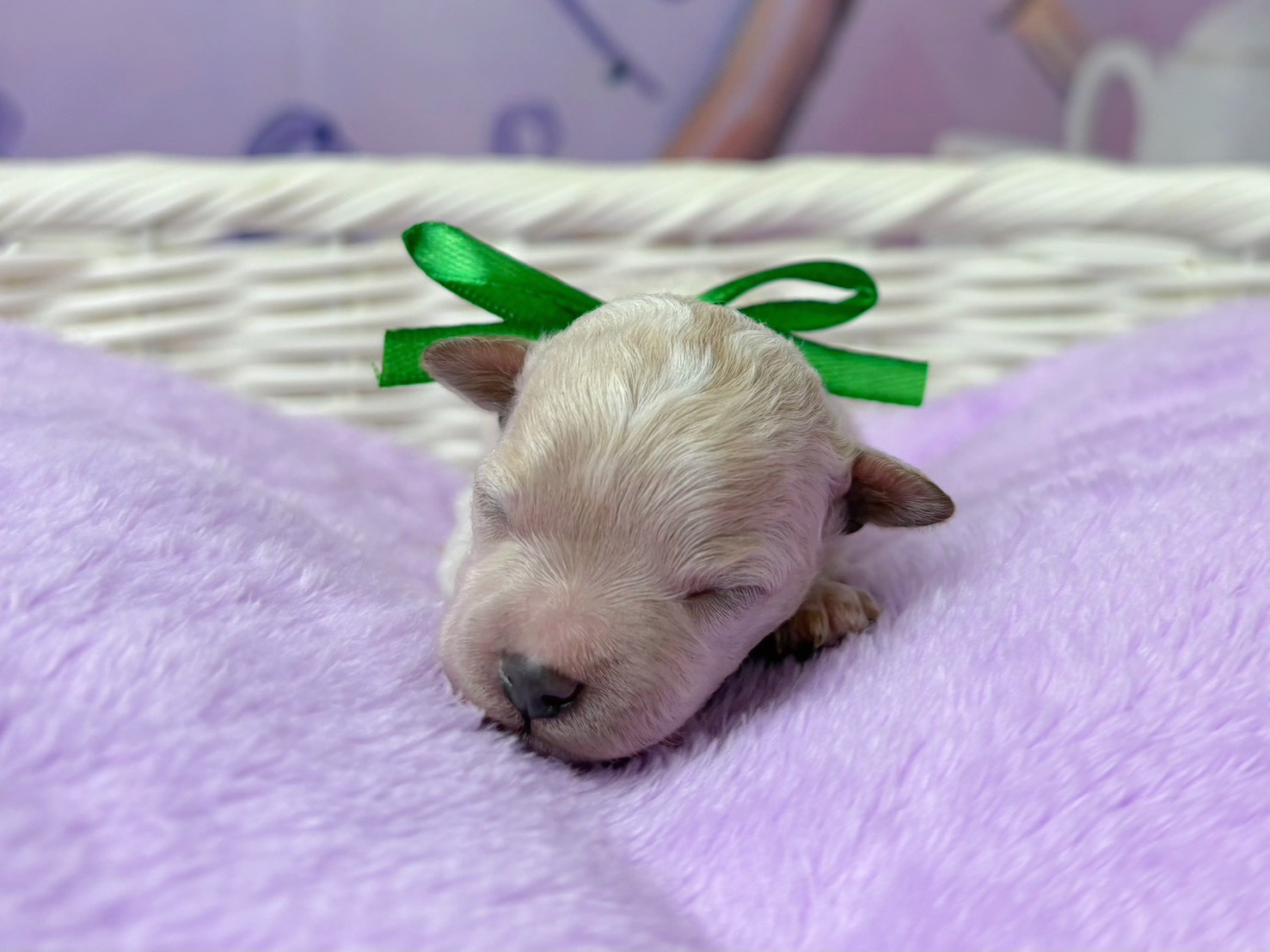 赤ちゃん写真1-1