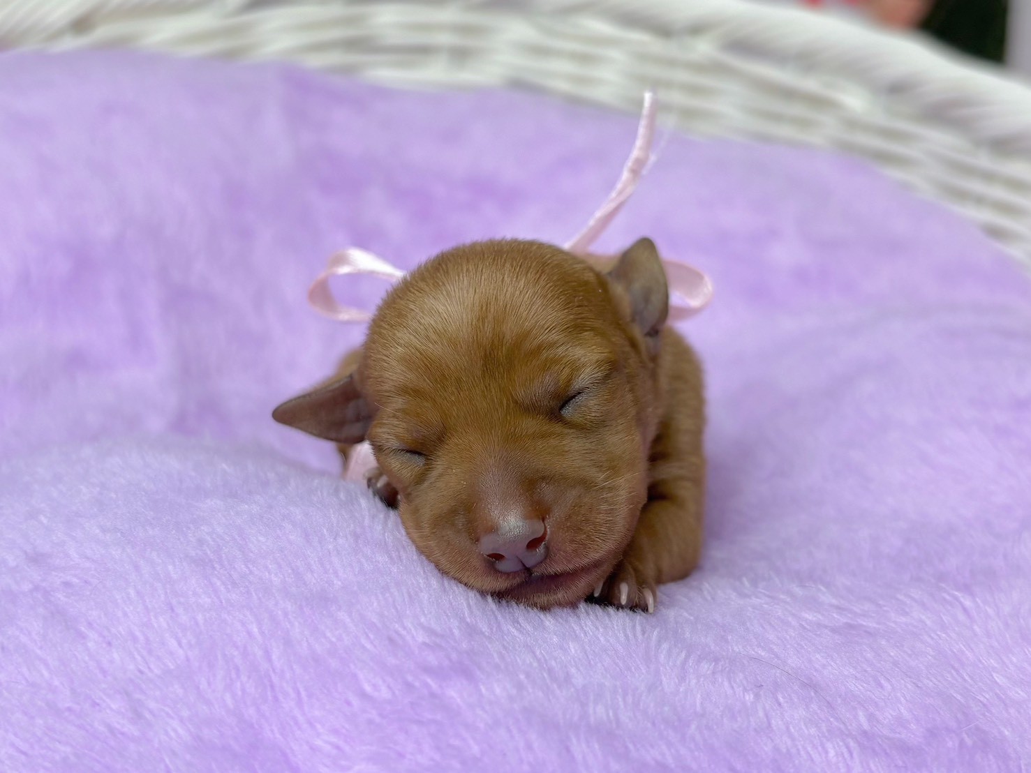 ミニチュア・ピンシャー