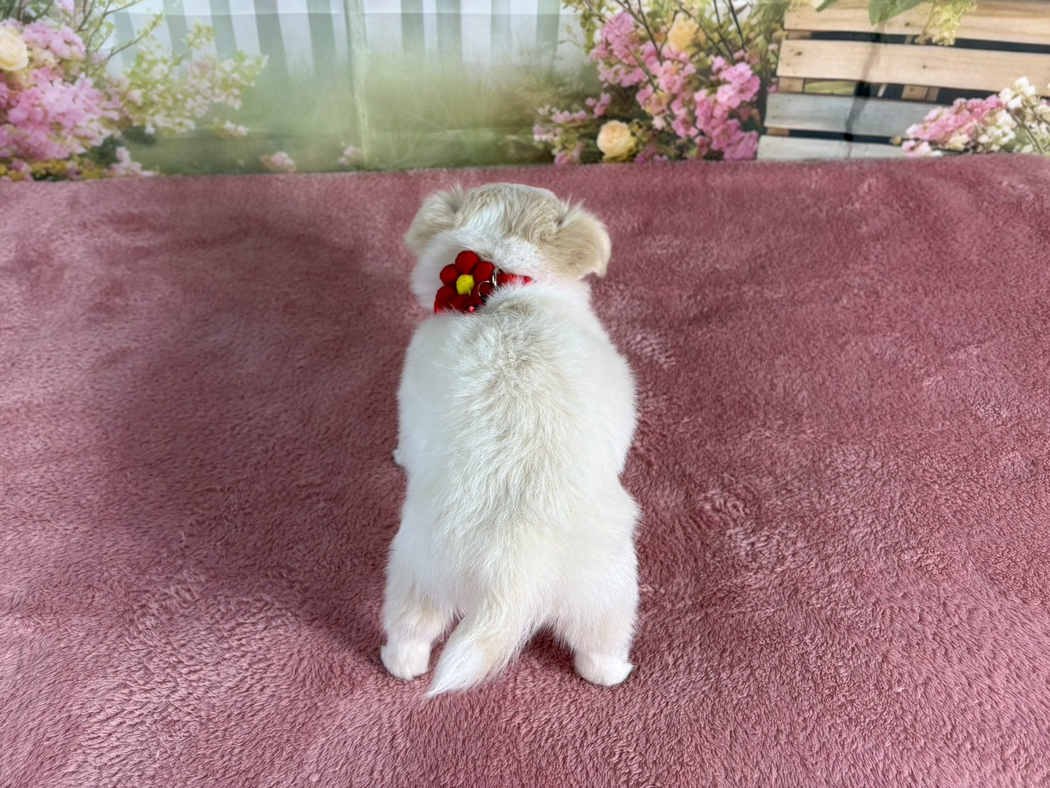 赤ちゃん写真3-3