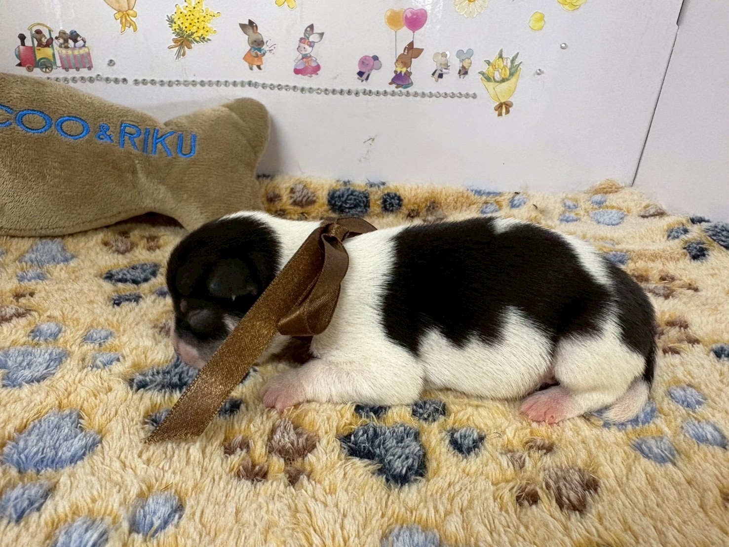 赤ちゃん写真1-2