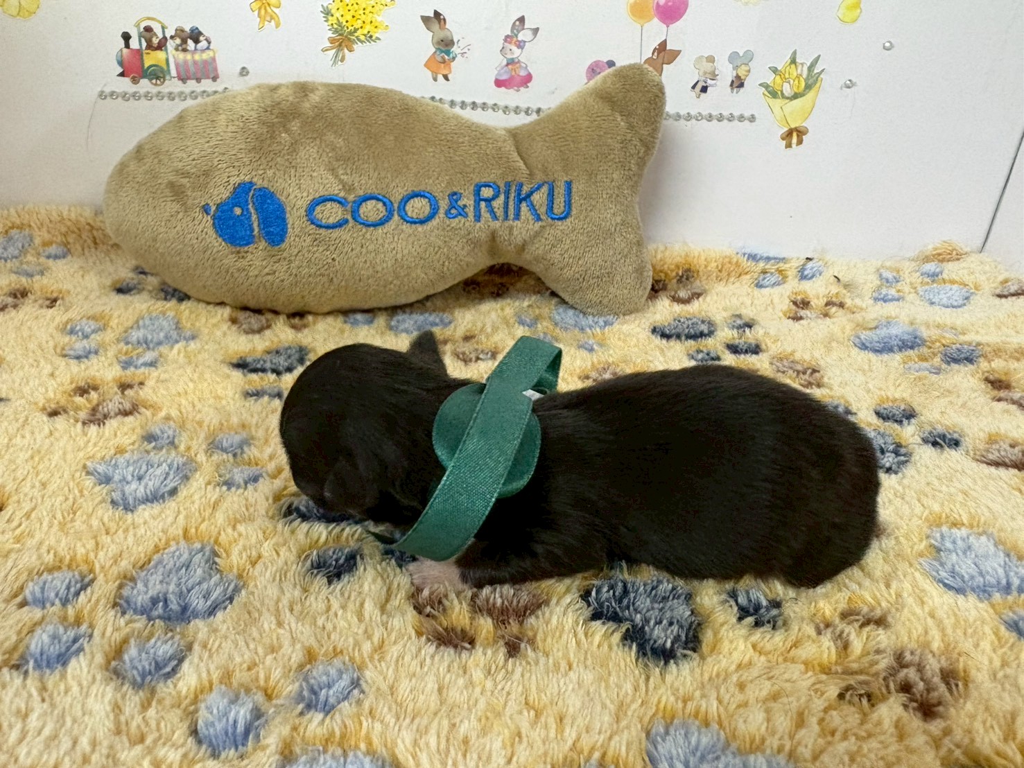 赤ちゃん写真1-2