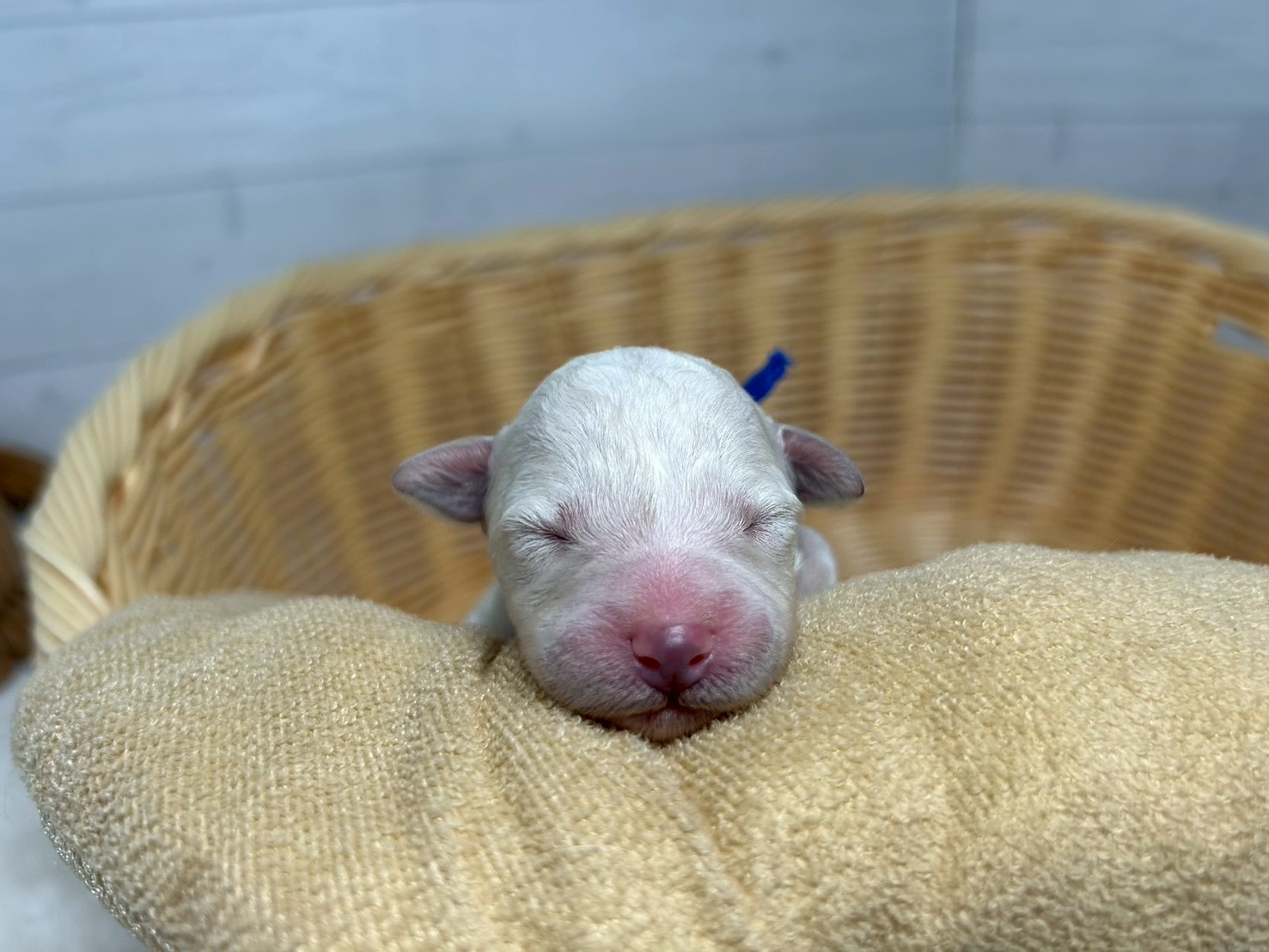赤ちゃん写真1-1