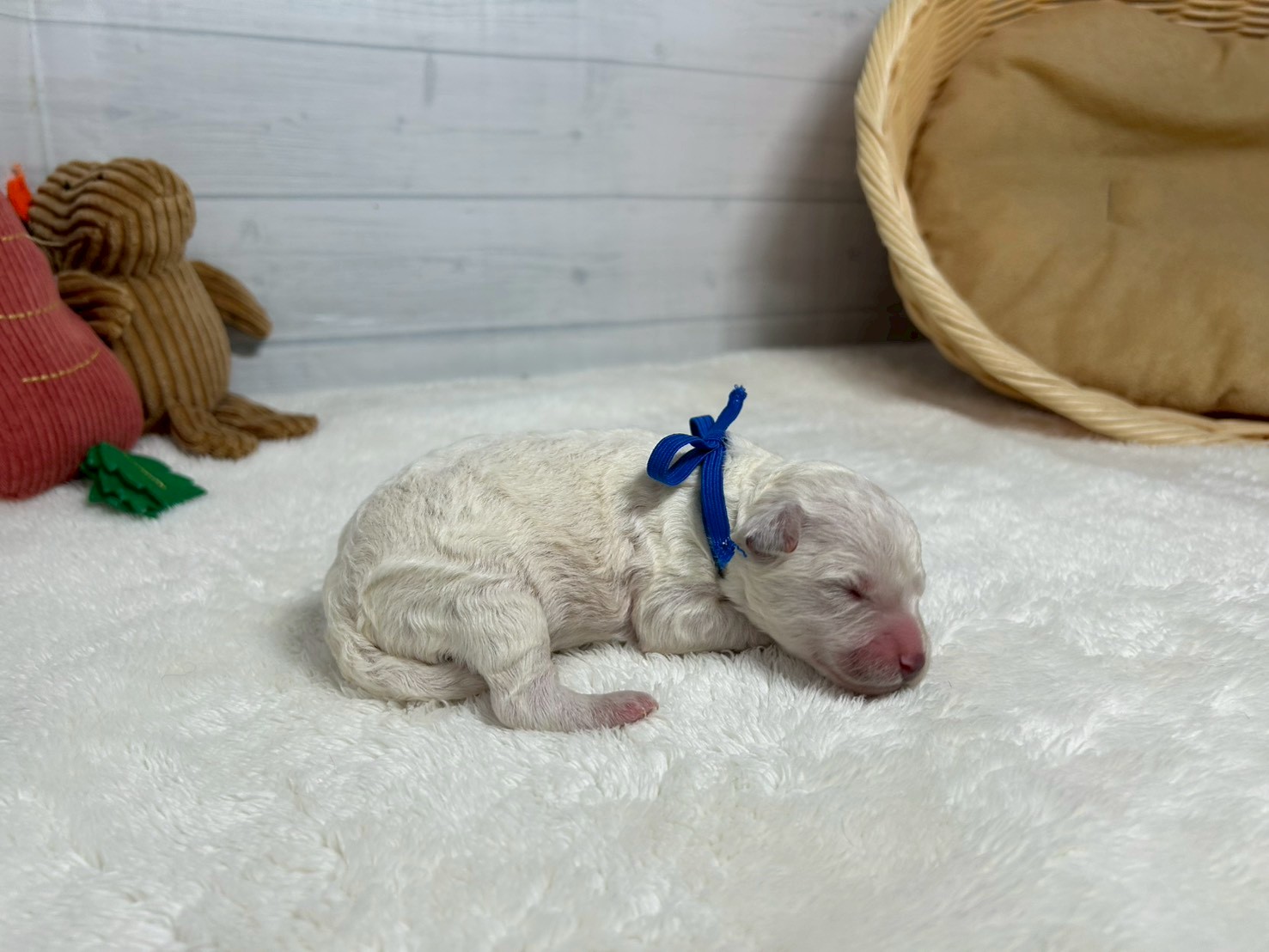 赤ちゃん写真1-2