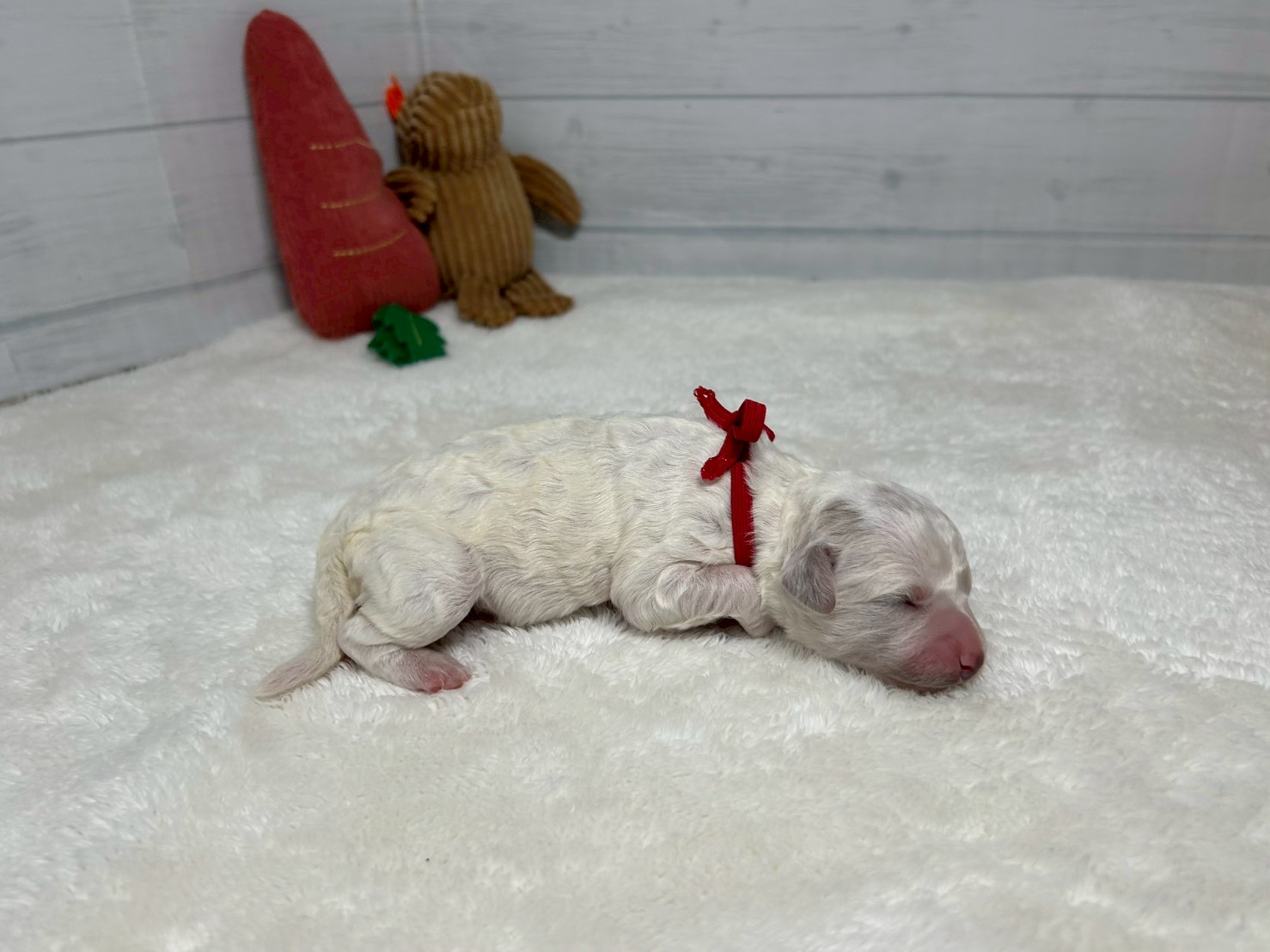 赤ちゃん写真1-2